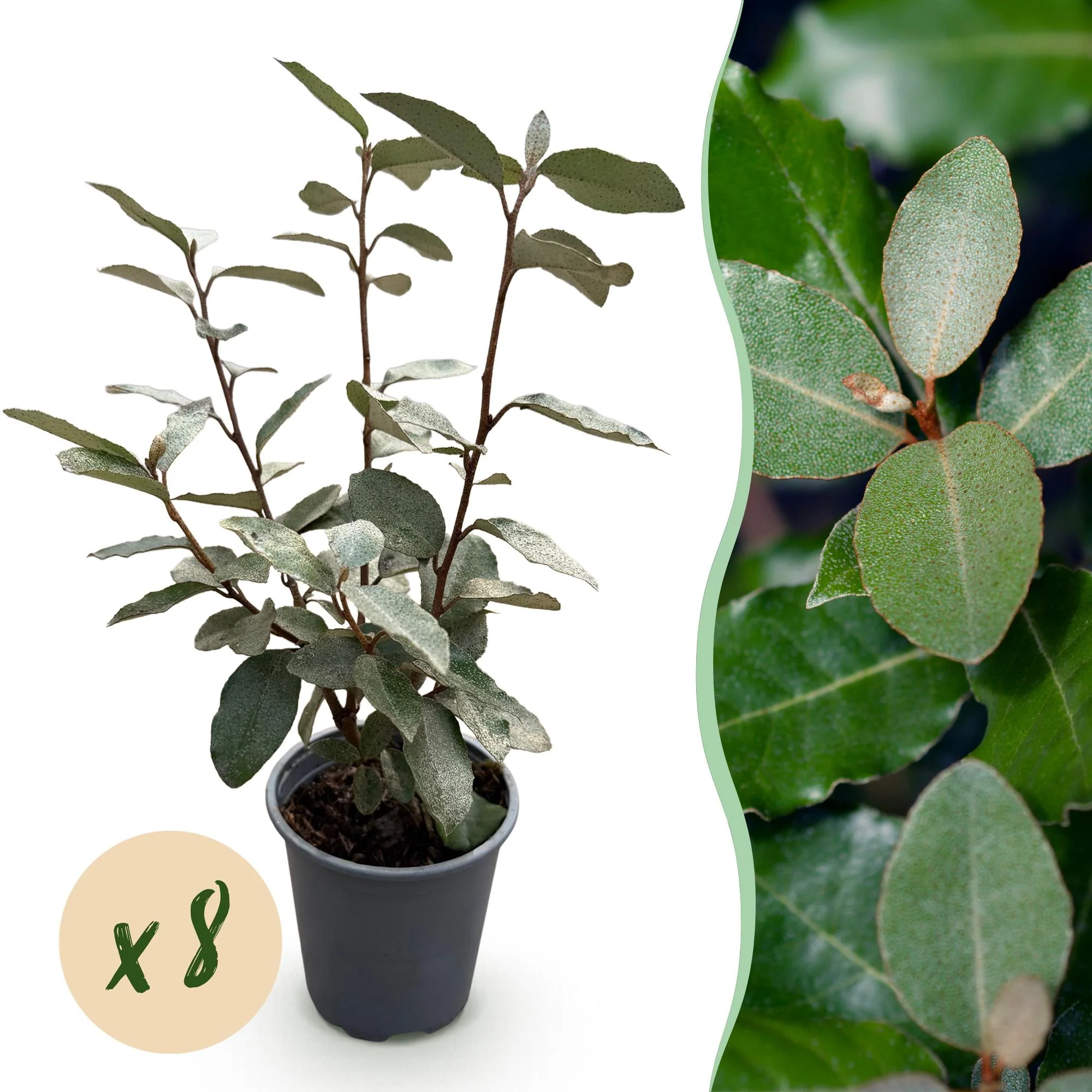 Plante D'Extérieur - Chalef D’Ebbing (Elaeagnus X Ebbingei) 'Compacta'