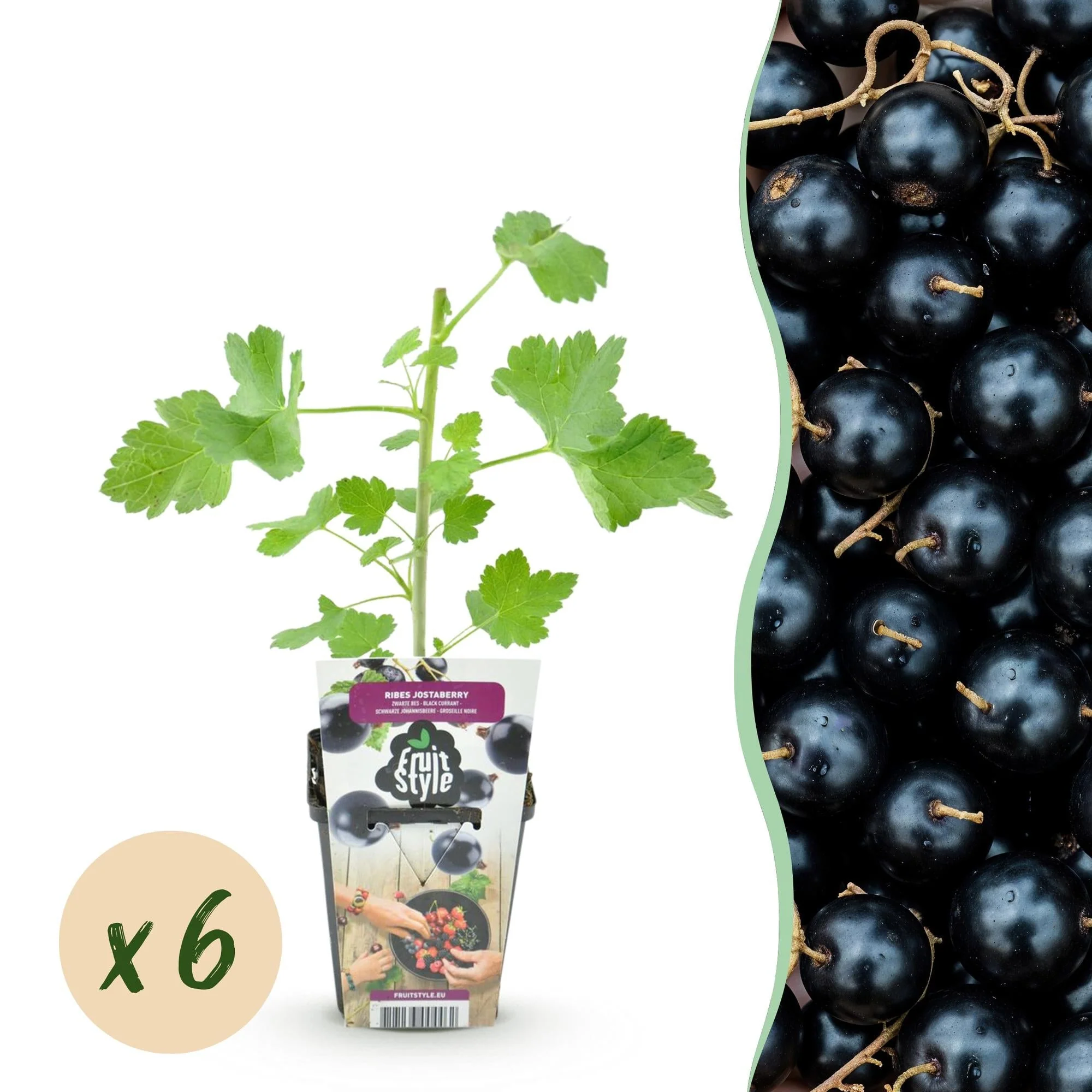 Plante D'Extérieur - Groseillier Jostaberry (Ribes × Nidigrolaria) 'Jostaberry'