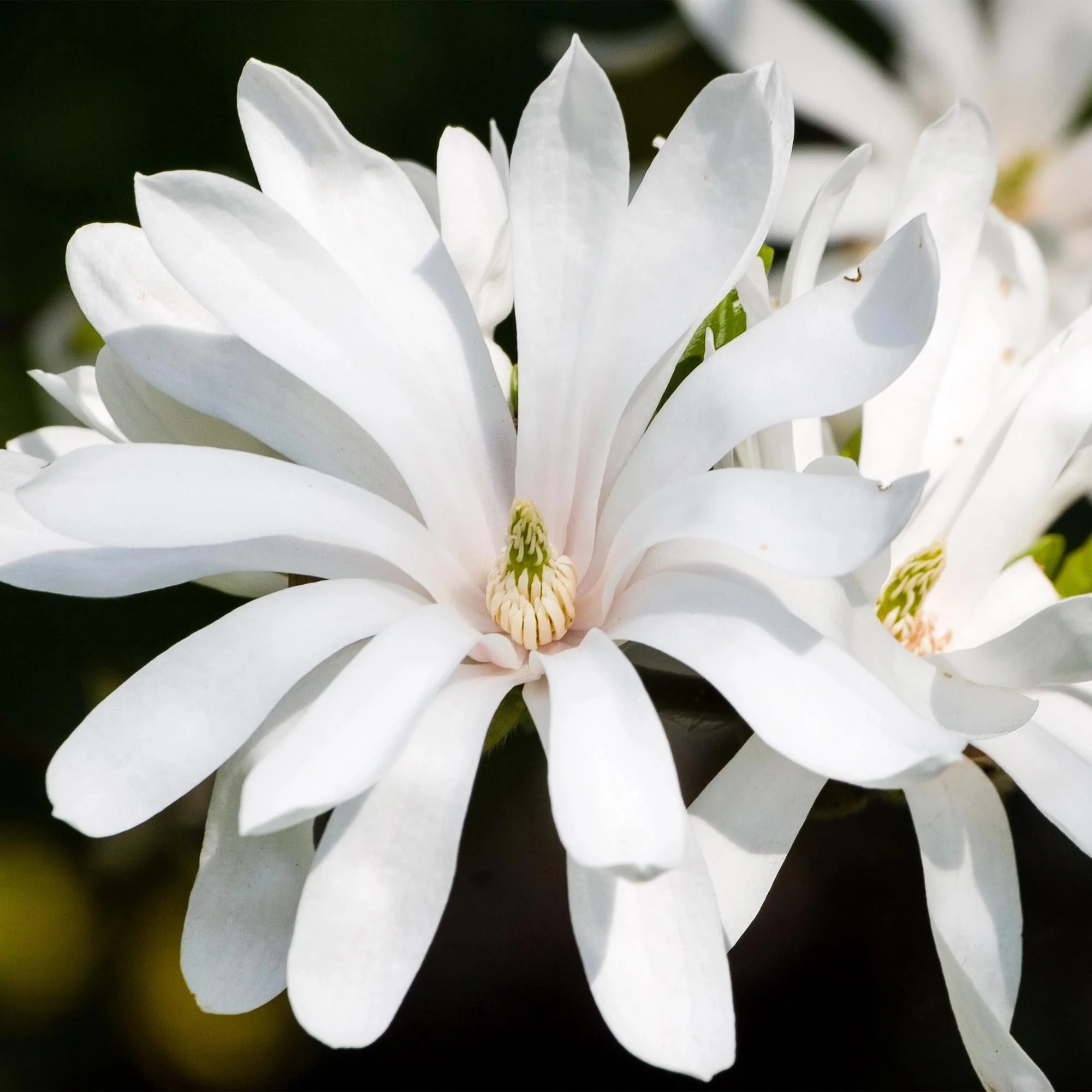 Plante D'Extérieur - Magnolier Étoilé (Magnolia Stellata) '' - Image 4