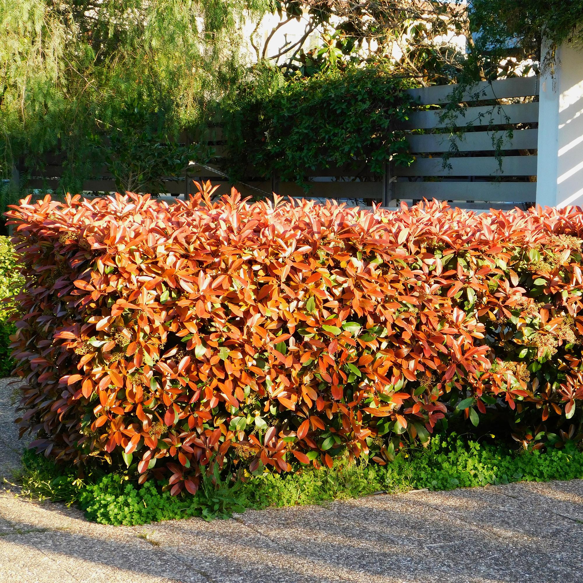 Plante D'Extérieur - Photinia (Photinia X Fraseri) 'Little Red Robin' - Image 4