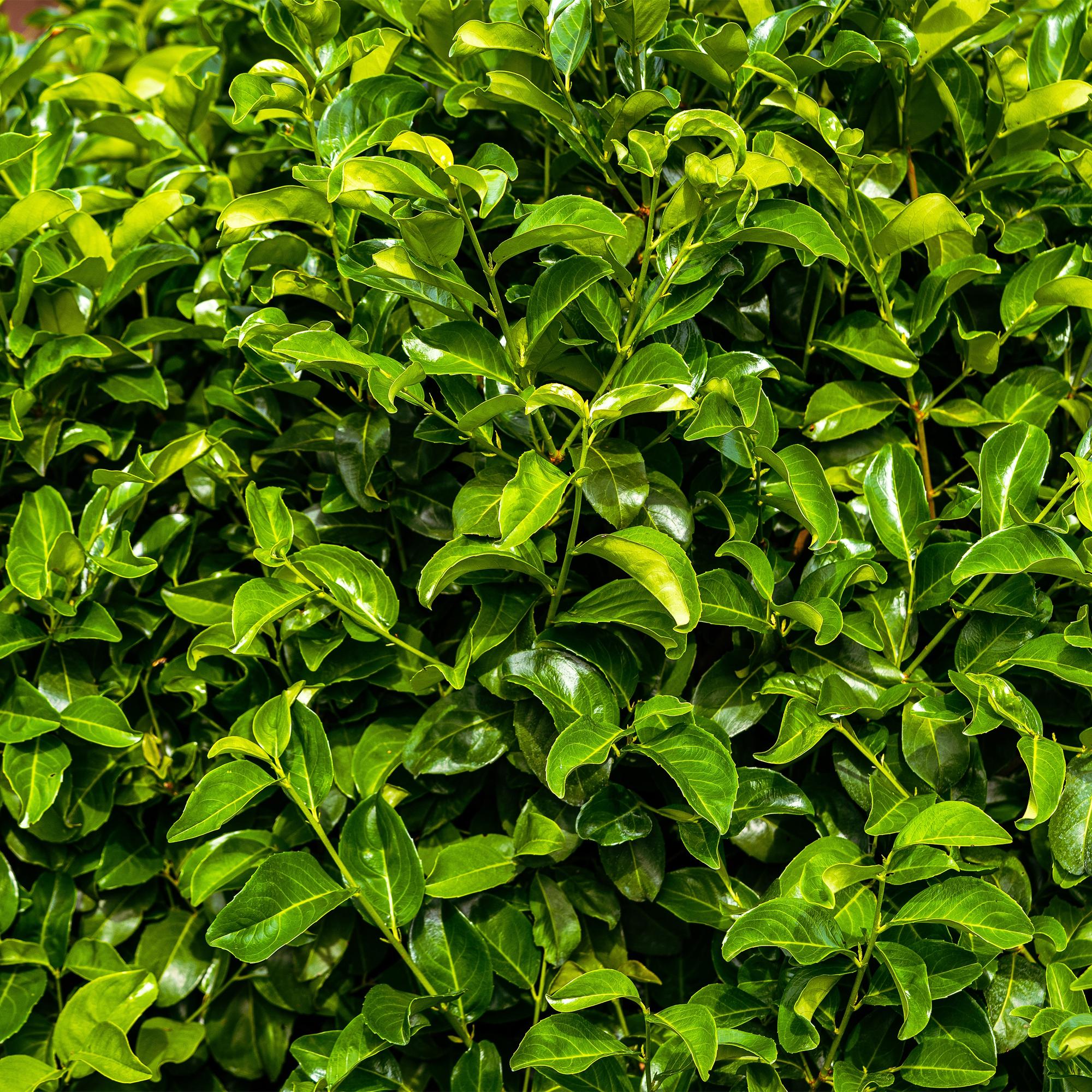 Plante D'Extérieur - Laurier-Cerise (Prunus Laurocerasus) 'Rotundifolia' - Image 4