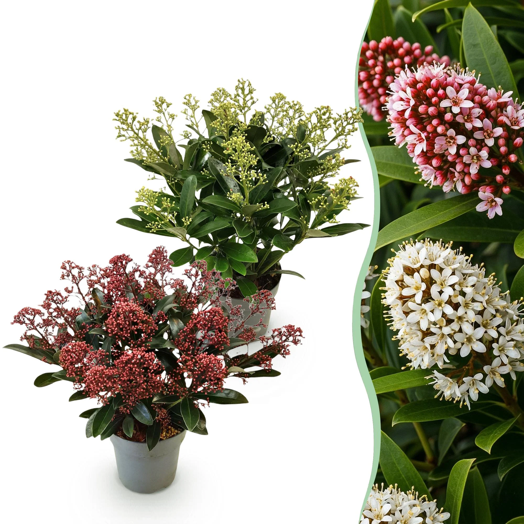 Plante D'Extérieur - Skimmie Du Japon (Skimmia Japonica) 'Rubella & Finchy'