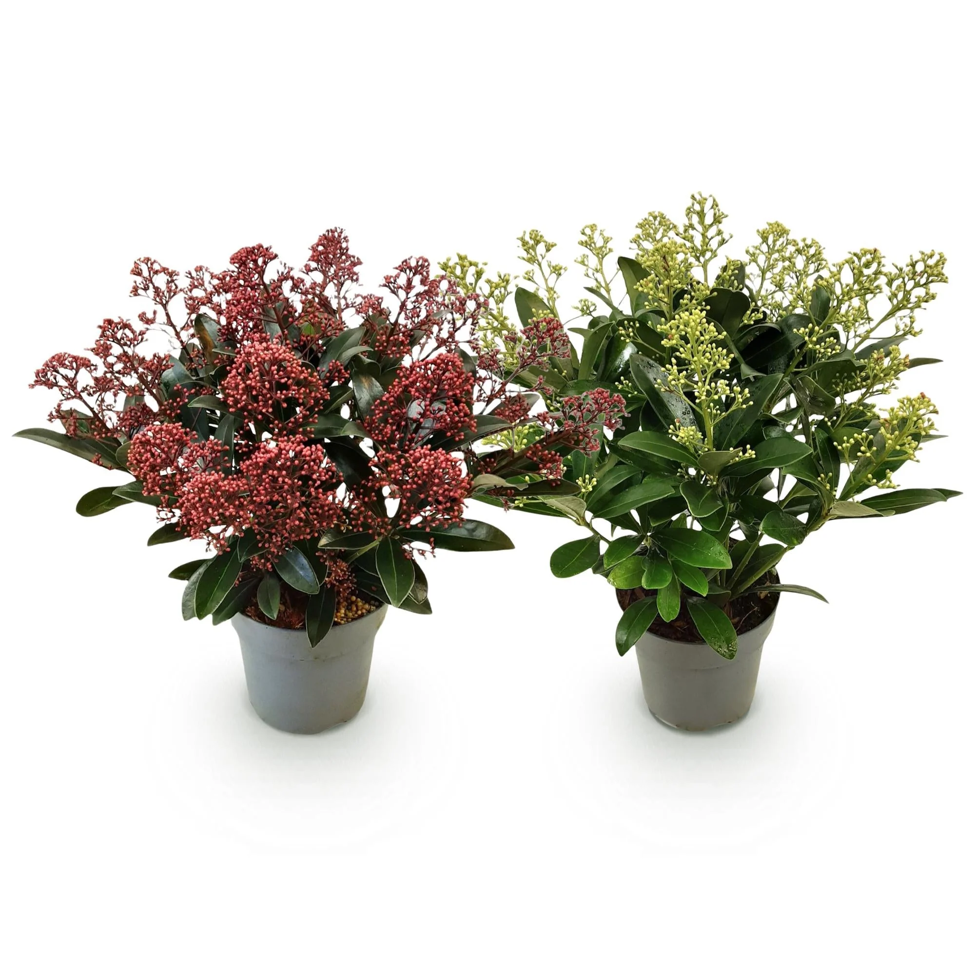 Plante D'Extérieur - Skimmie Du Japon (Skimmia Japonica) 'Rubella & Finchy' - Image 2