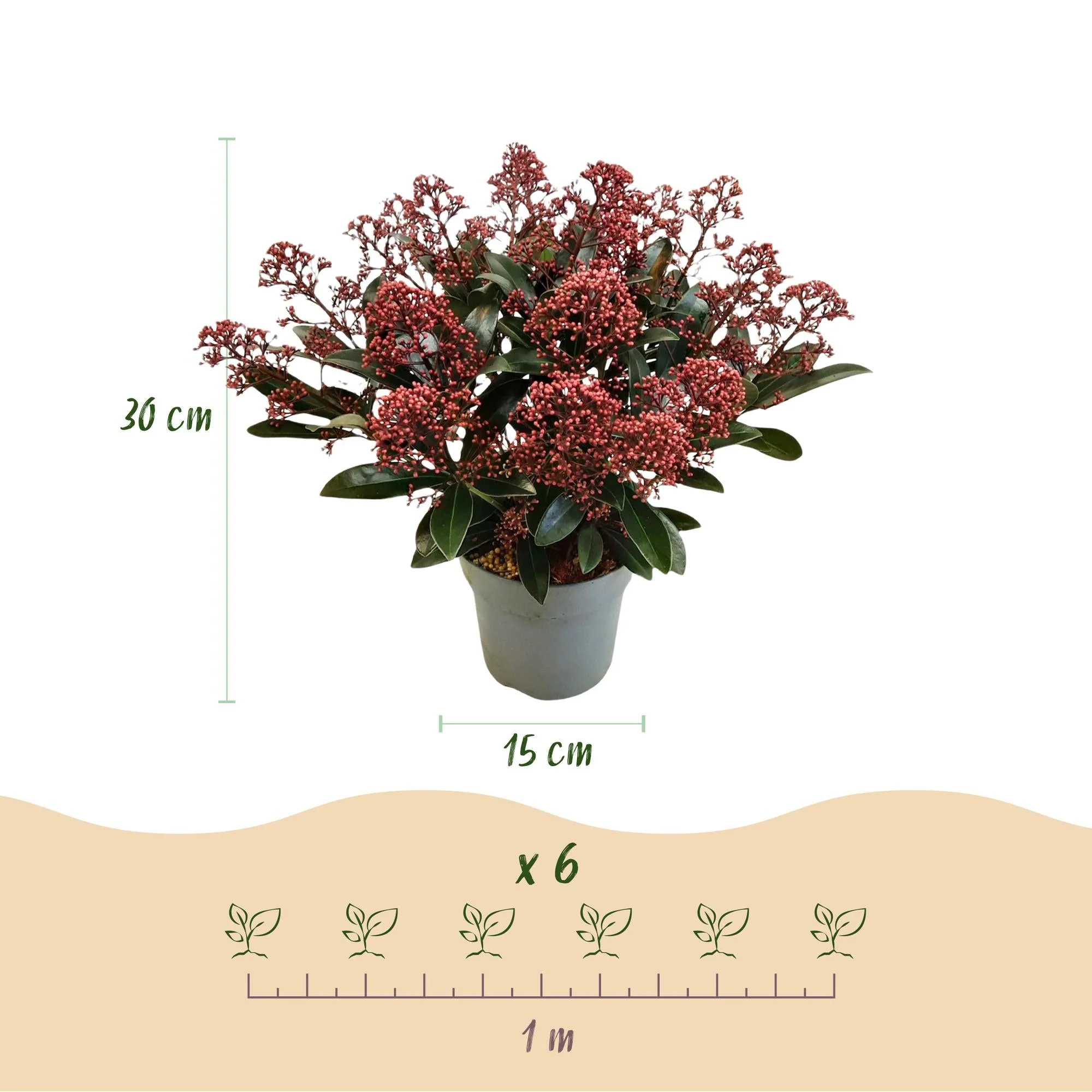 Plante D'Extérieur - Skimmie Du Japon (Skimmia Japonica) 'Rubella & Finchy' - Image 3