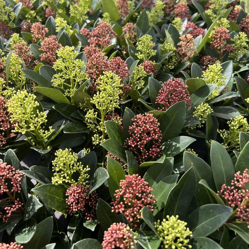 Plante D'Extérieur - Skimmie Du Japon (Skimmia Japonica) 'Rubella & Finchy' - Image 4