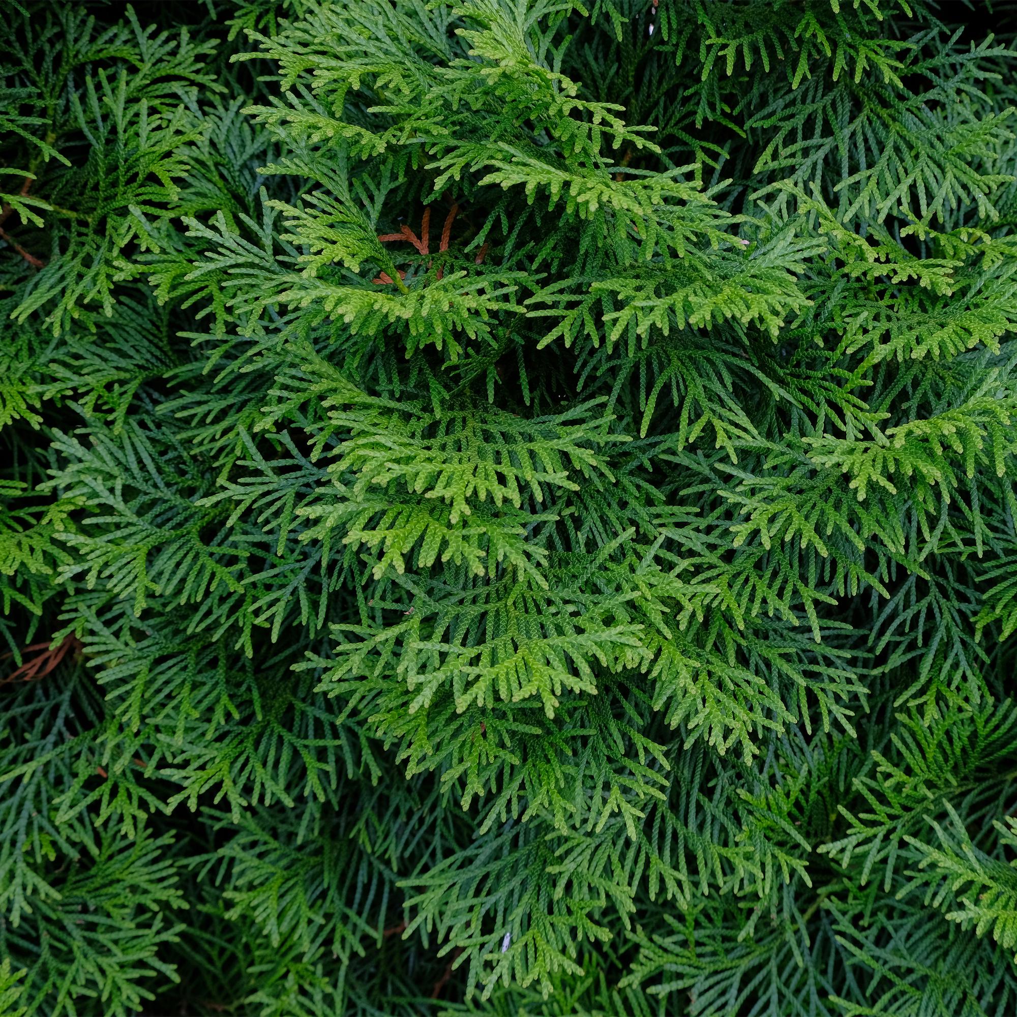 Plante D'Extérieur - Thuya Occidental (Thuja Occidentalis) 'Smaragd' - Image 4