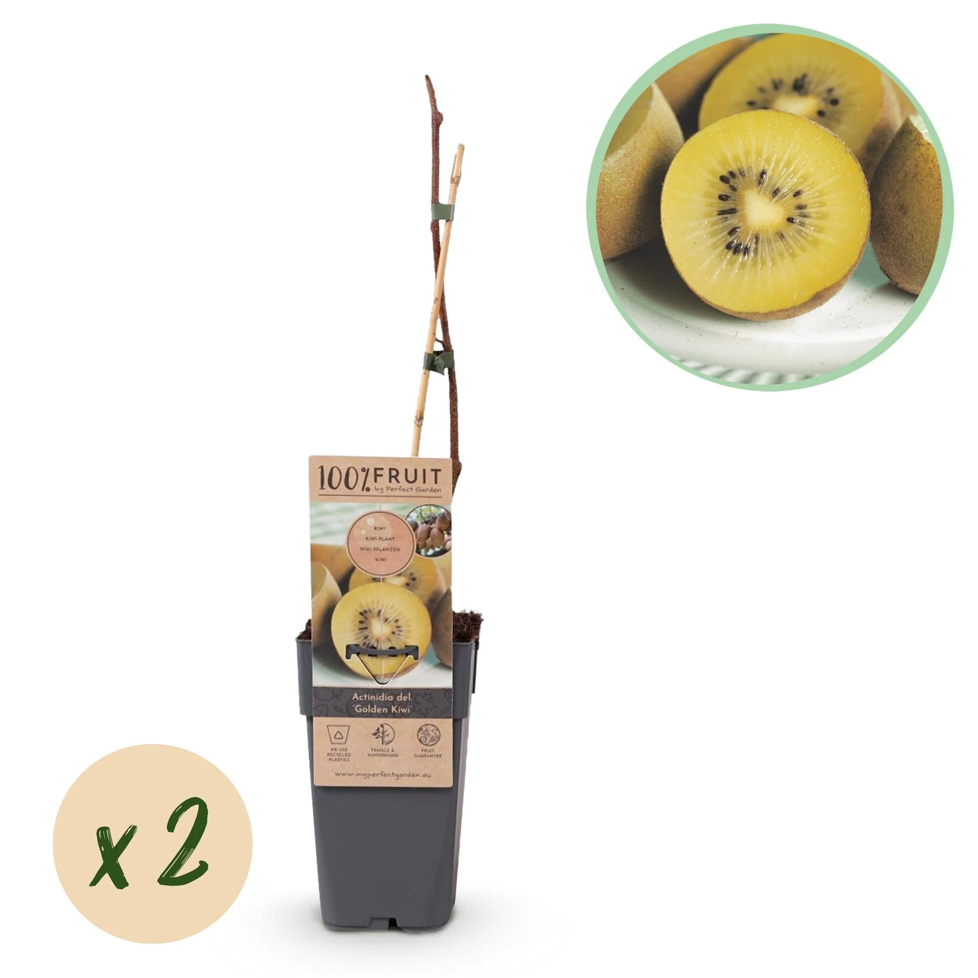 Plante D'Extérieur - Kiwi Doré (Actinidia Deliciosa) 'Doré'