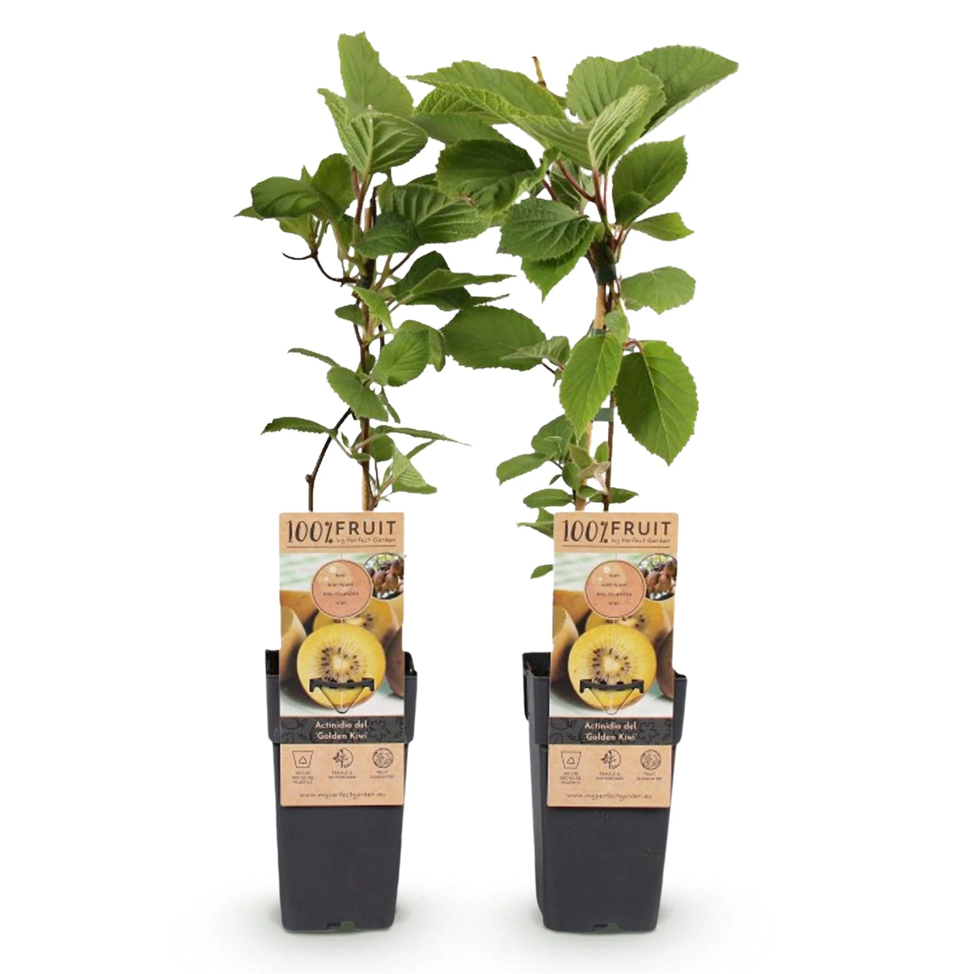 Plante D'Extérieur - Kiwi Doré (Actinidia Deliciosa) 'Doré' - Image 2