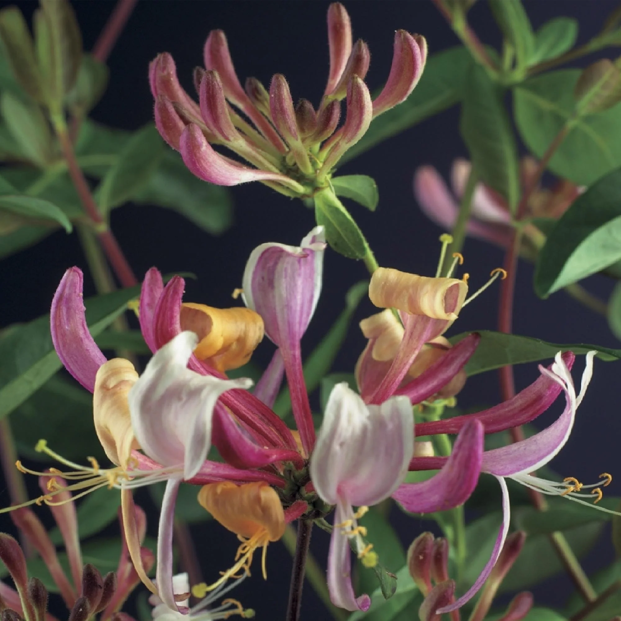 Plante D'Extérieur - Chèvrefeuille (Lonicera Periclymenum) 'Serotina' - Image 4