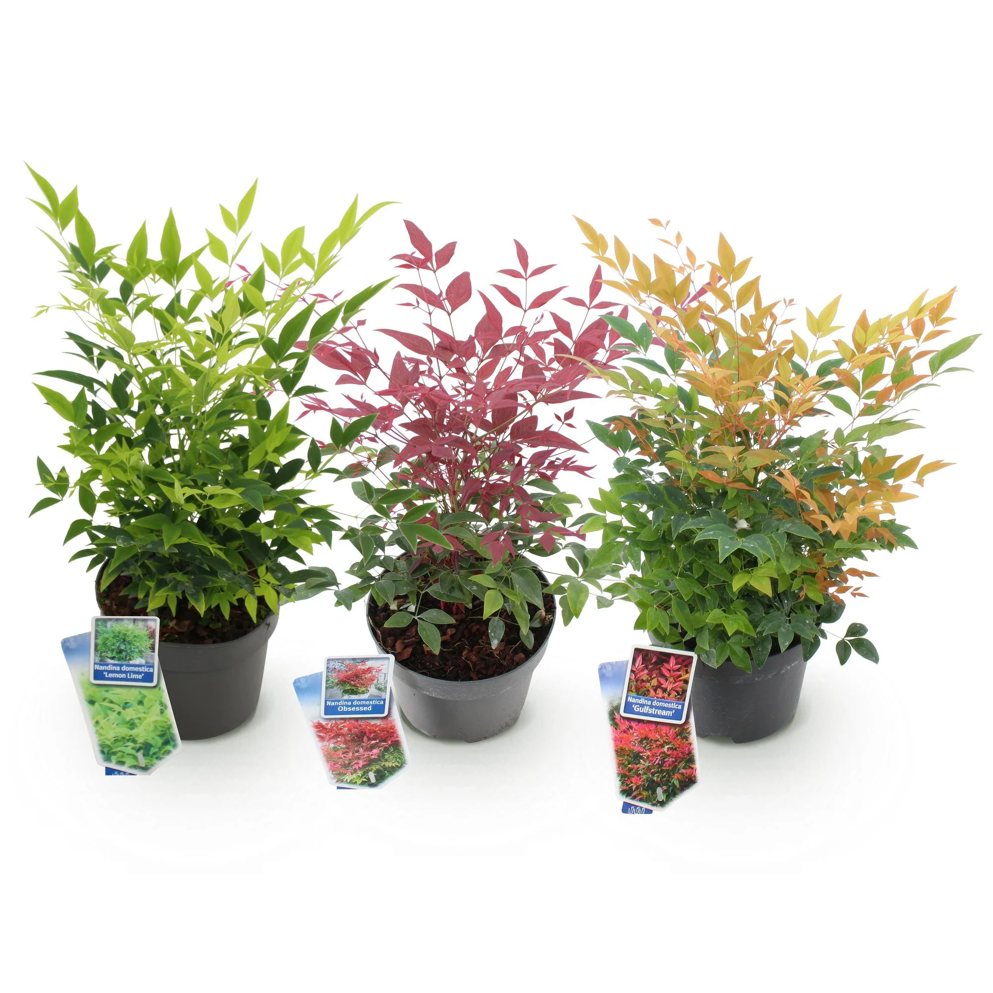 Plante D'Extérieur - Bambou Sacré (Nandina Domestica) 'Tricolor' - Image 2