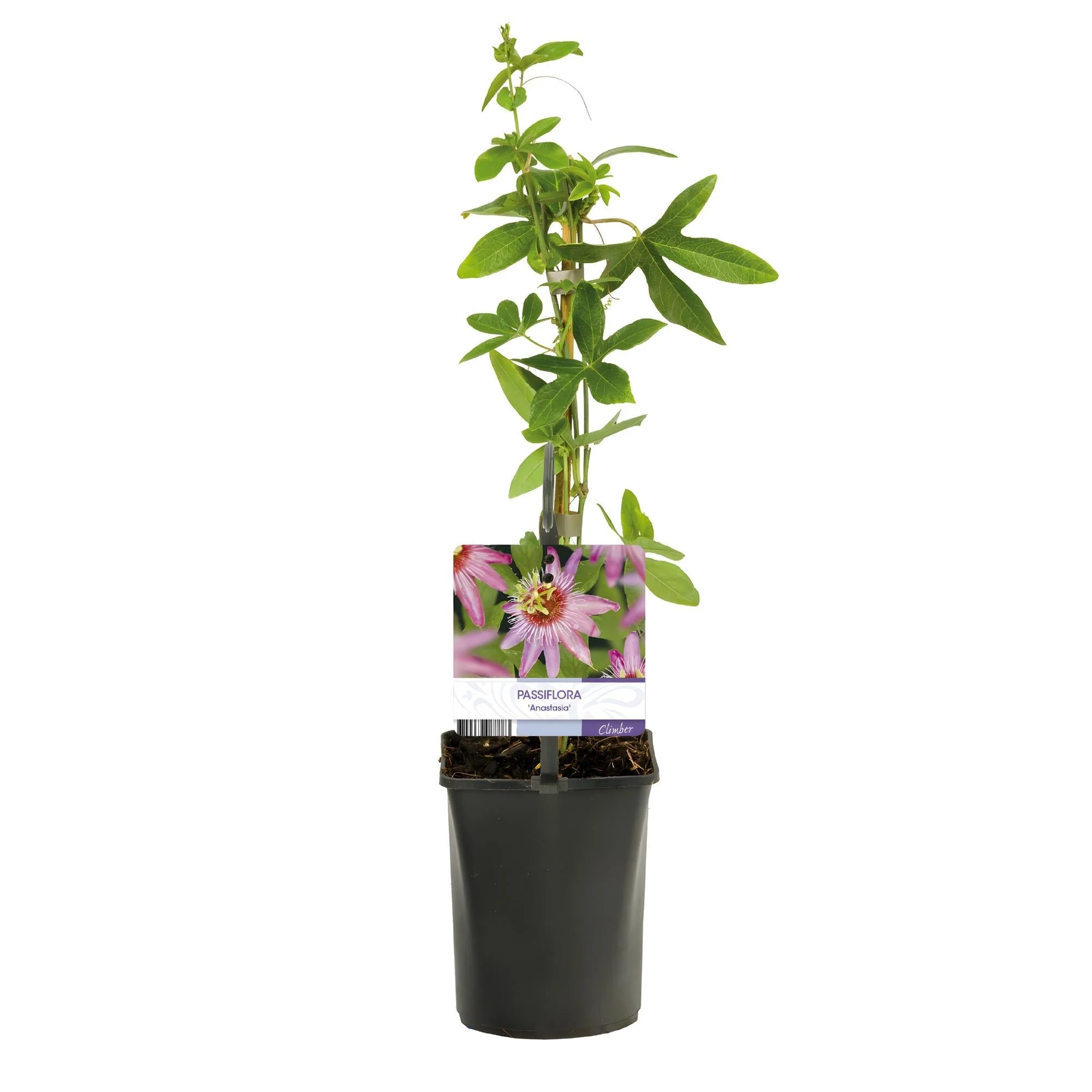 Plante D'Extérieur - Passiflore (Passiflora) 'Anastasia' - Image 2