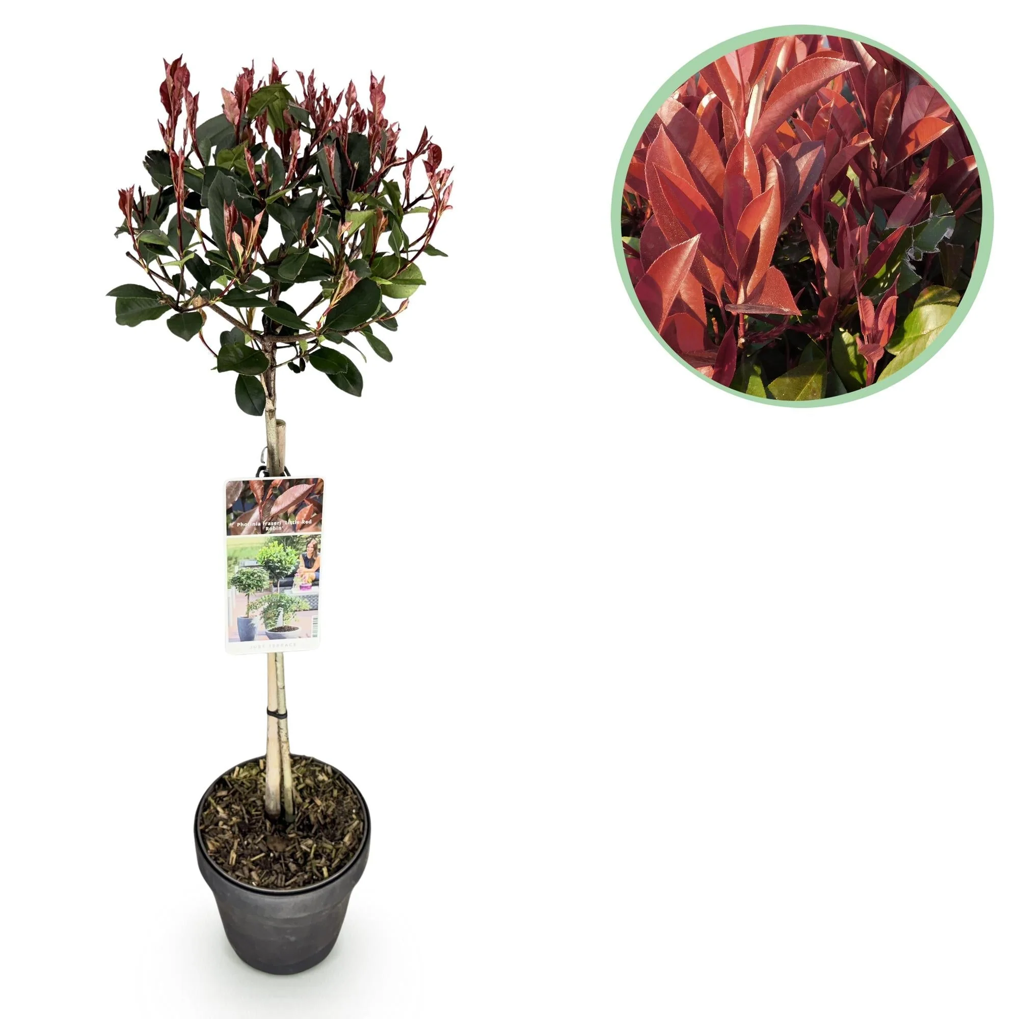 Plante D'Extérieur - Photinia (Photinia × Fraseri) 'Little Red Robin'