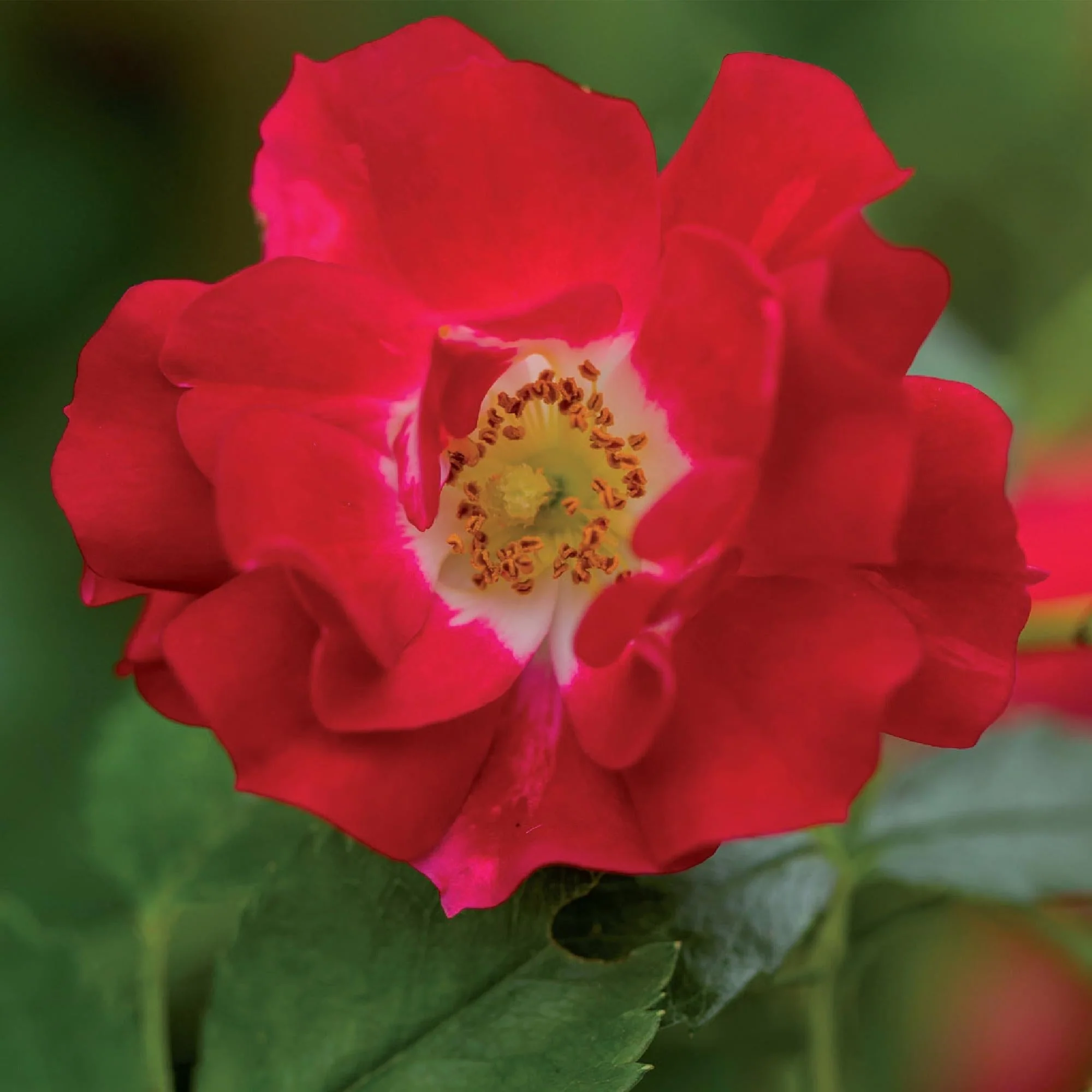 Plante D'Extérieur - Rosier (Rosa) 'Red Queen' - Image 4