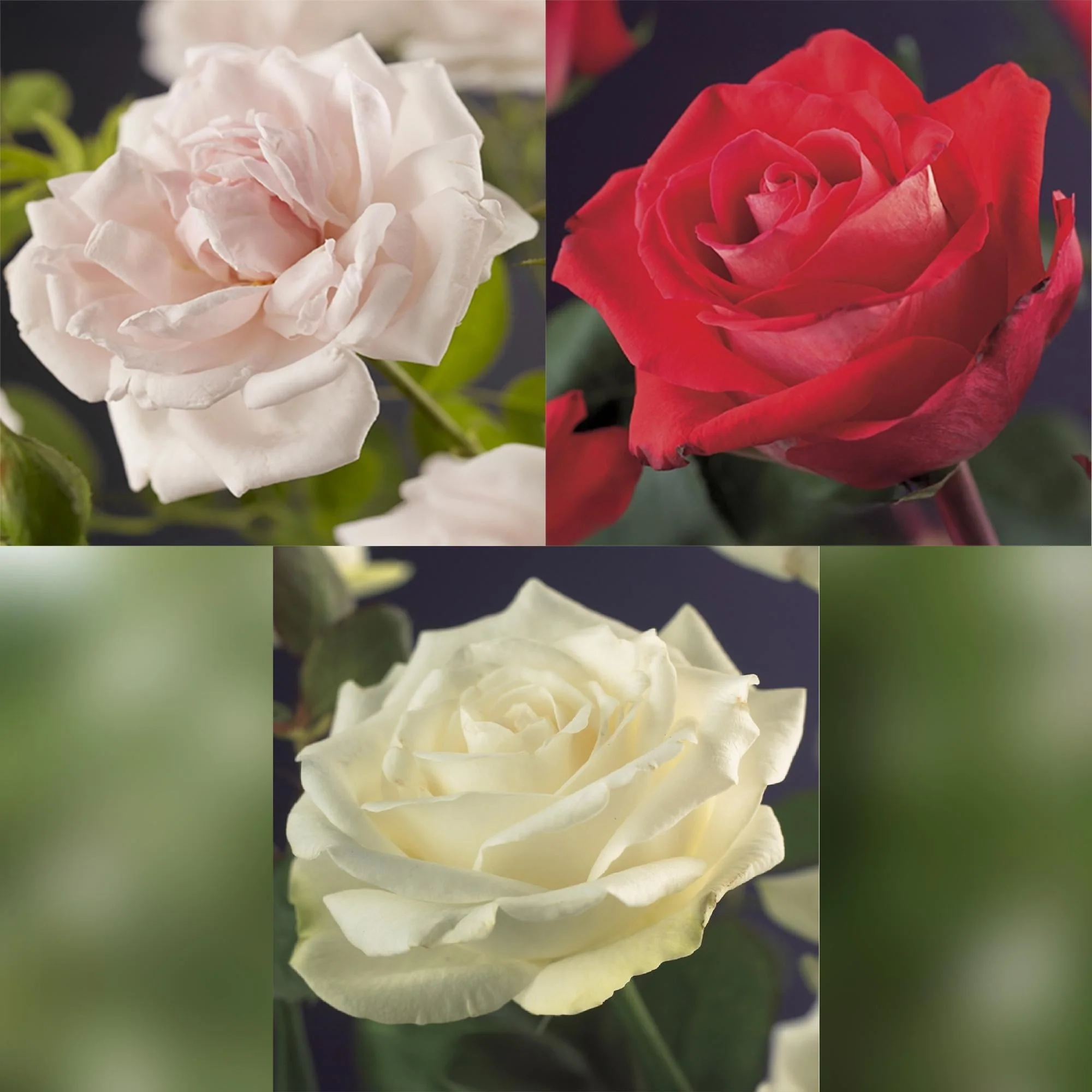 Plante D'Extérieur - Rosier (Rosa) 'Tricolour' - Image 4
