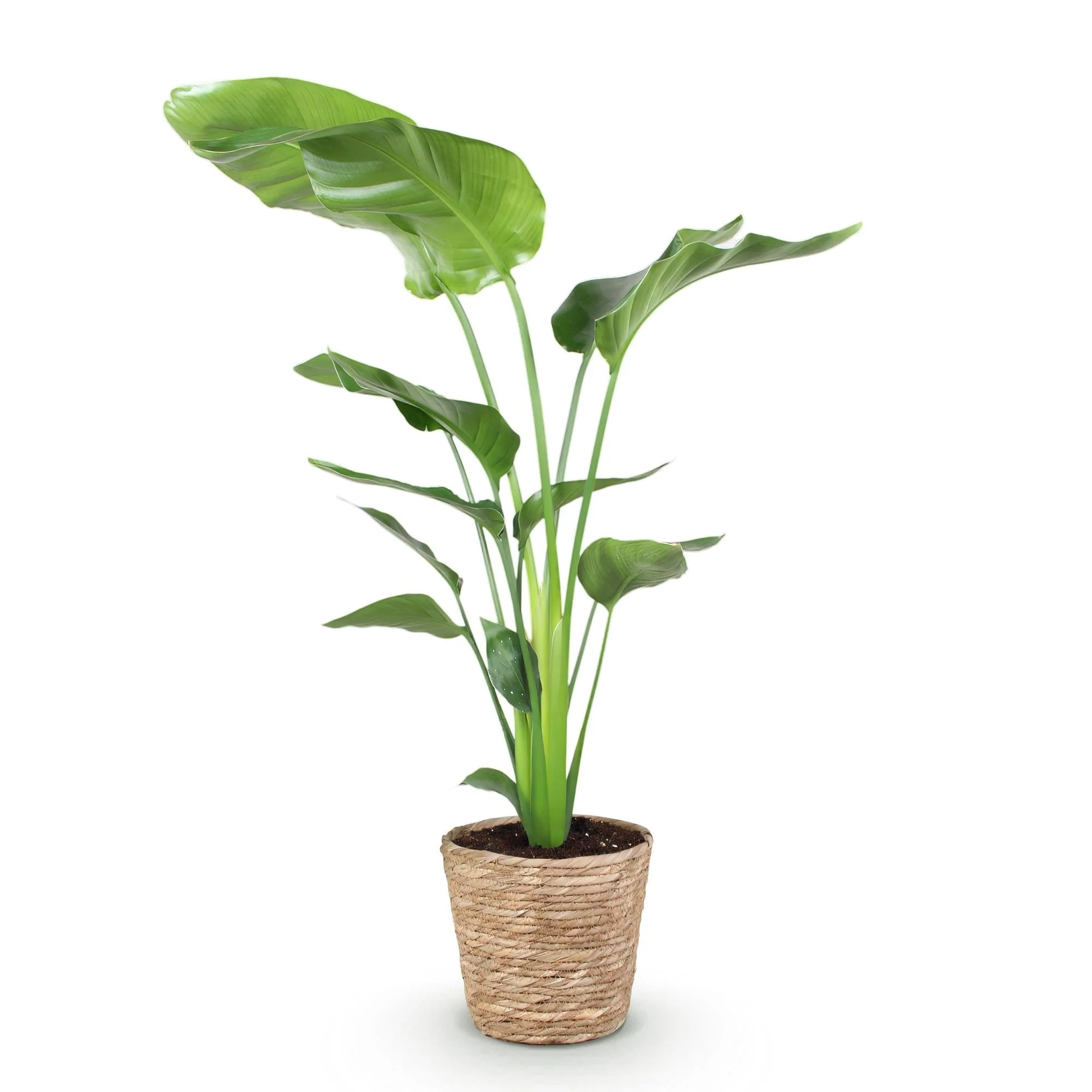 Plante D'Intérieur - Strelitzia Nicolai Et Panier - Image 4