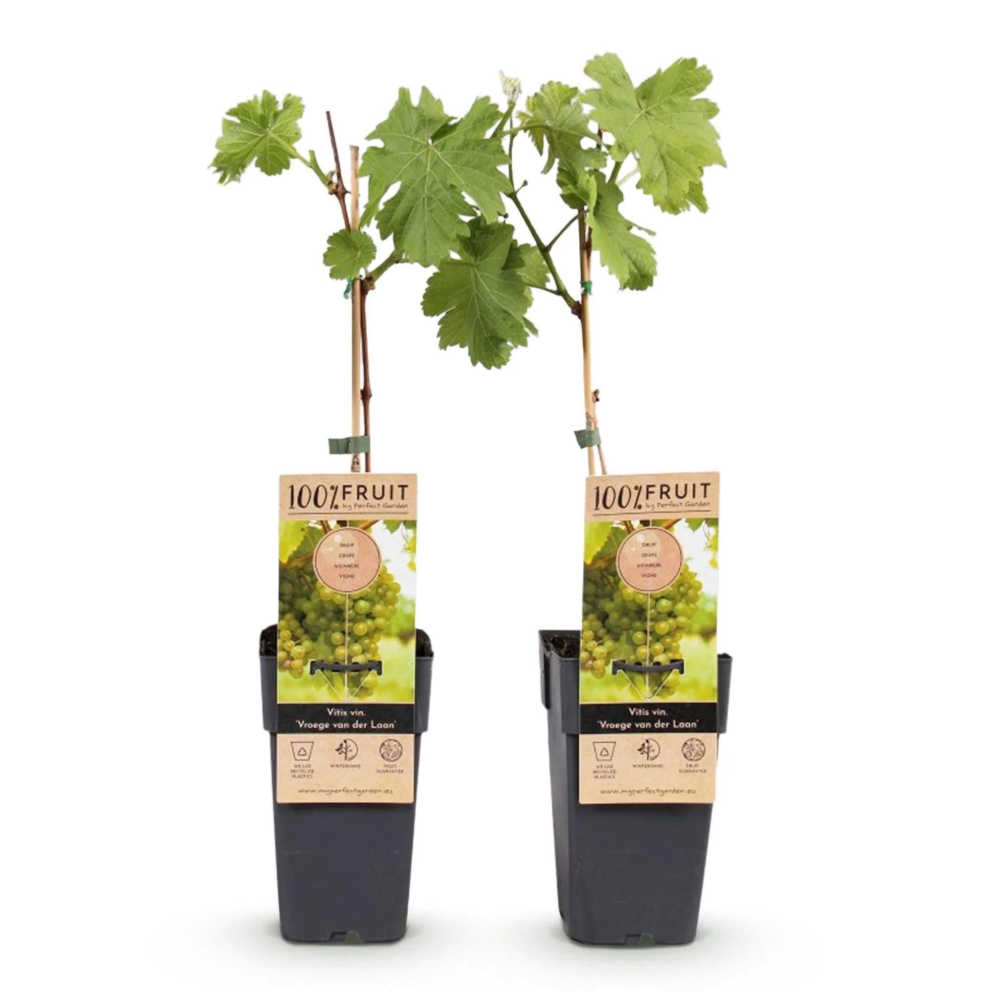 Plante D'Extérieur - Vigne (Vitis Vinifera) 'Vroege Van Der Laan' - Image 2