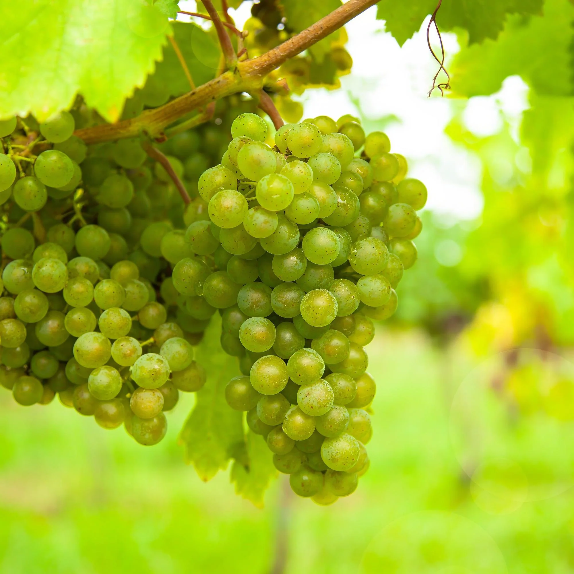 Plante D'Extérieur - Vigne (Vitis Vinifera) 'Vroege Van Der Laan' - Image 5