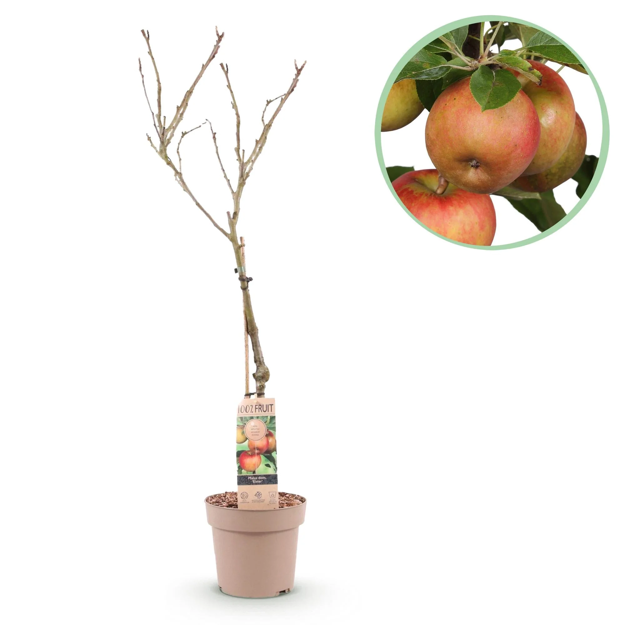 Plante D'Extérieur - Pommier (Malus Domestica) 'Elstar'