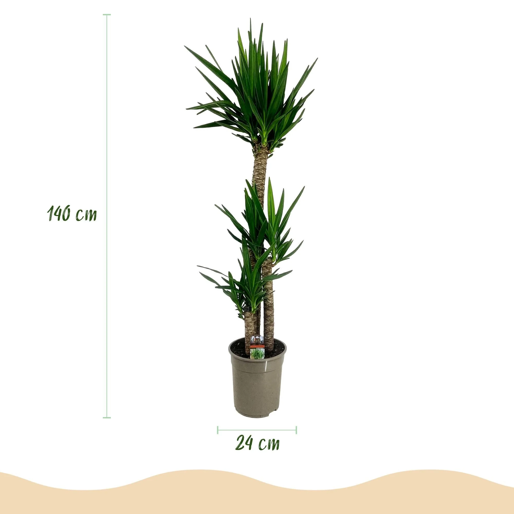 Plante D'Intérieur - Yucca Elephantipes - Image 2
