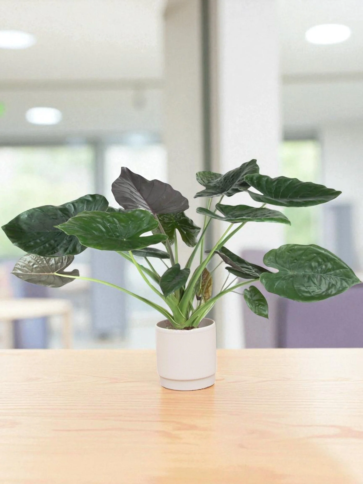 Plante D'Intérieur - Alocasia Wentii