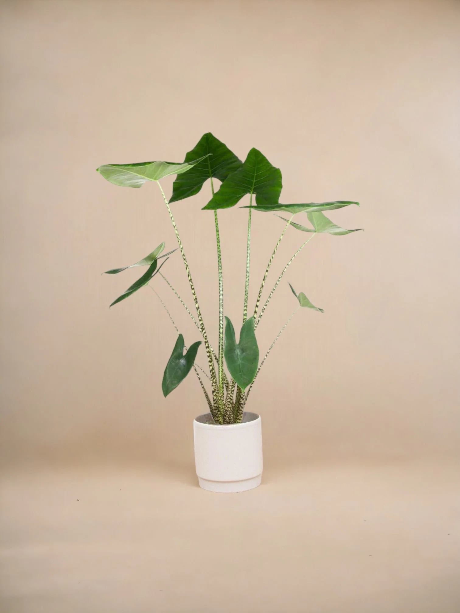Plante D'Intérieur - Alocasia Zebrina - Image 3
