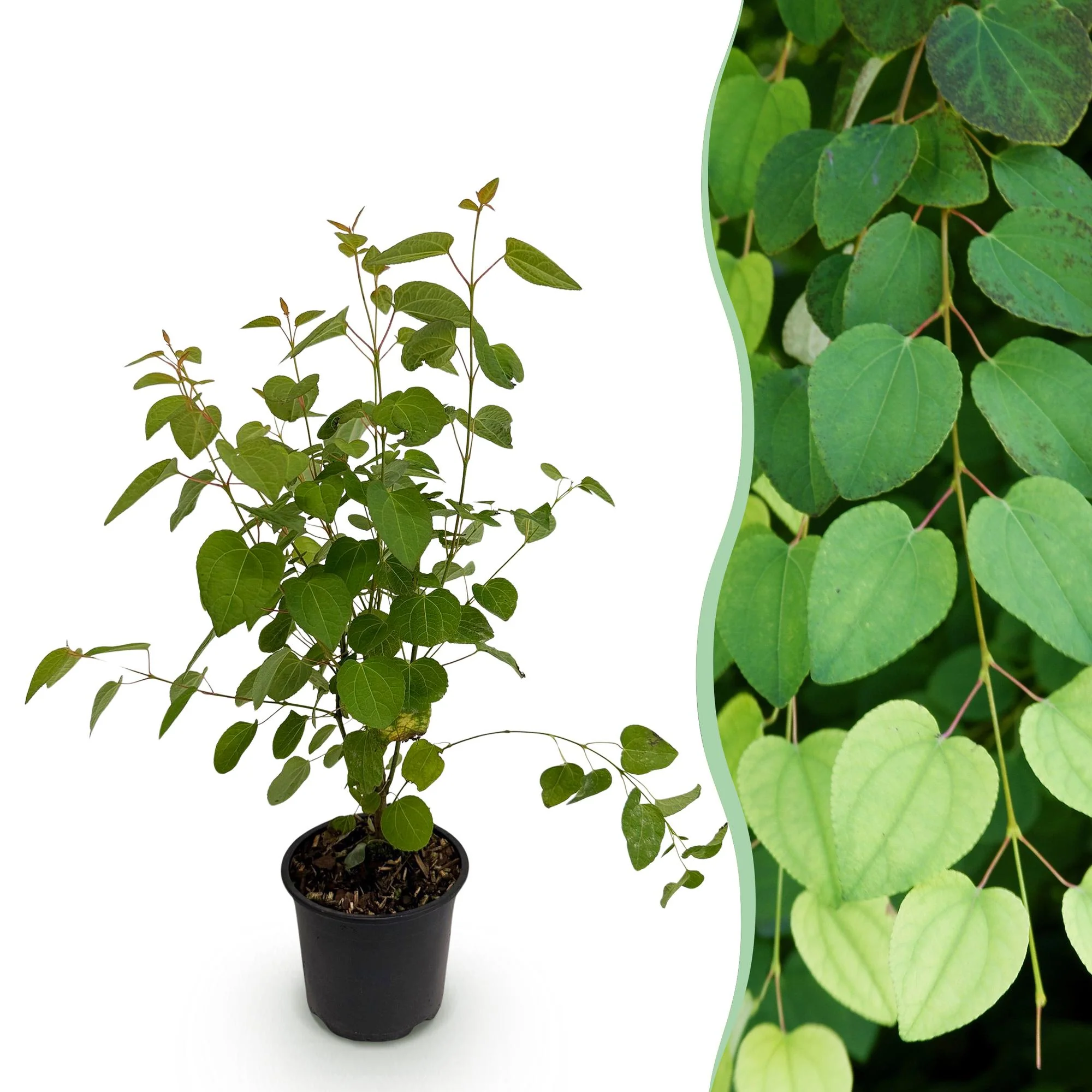 Plante D'Extérieur - Arbre À Caramel (Cercidiphyllum Japonicum) ''