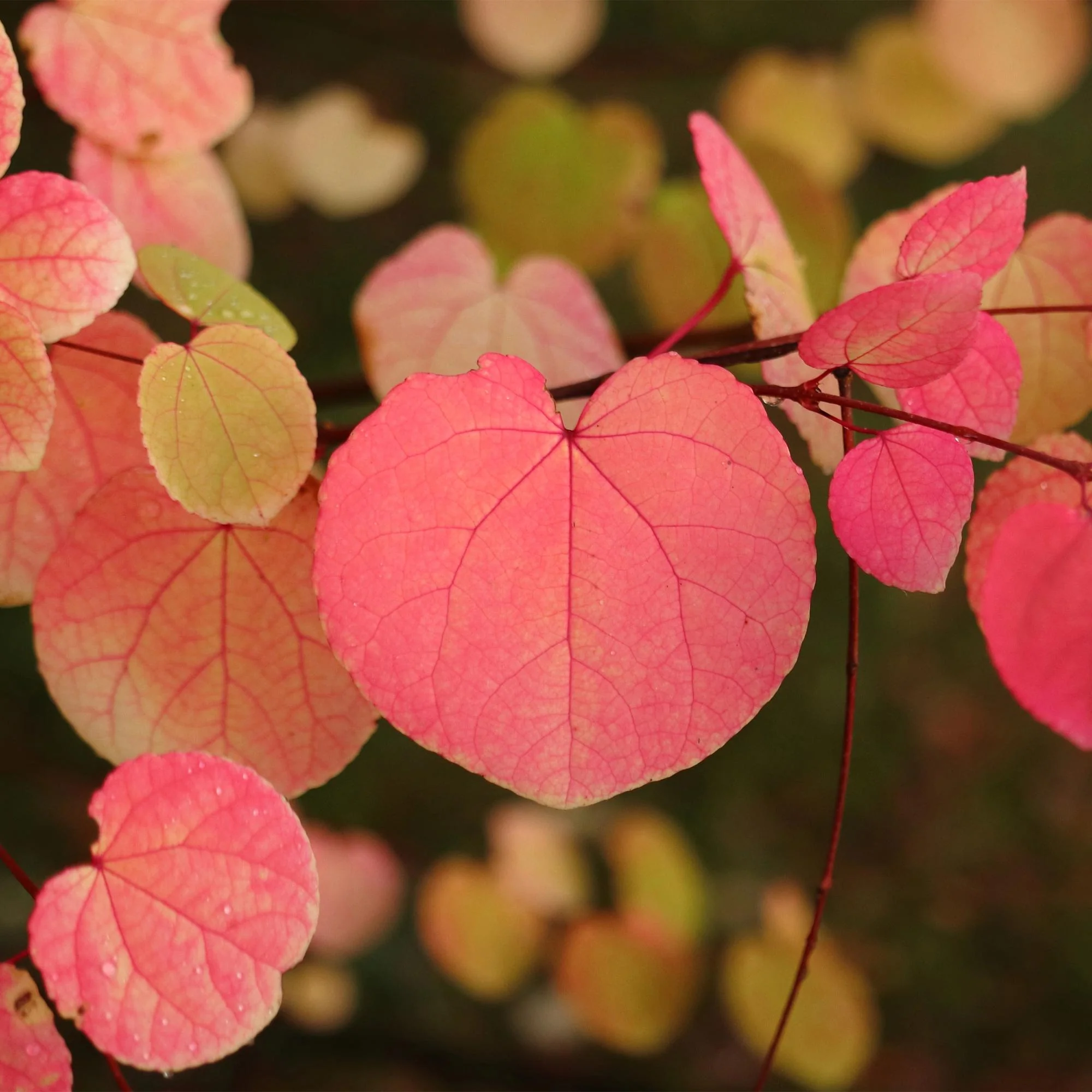 Plante D'Extérieur - Arbre À Caramel (Cercidiphyllum Japonicum) '' - Image 4