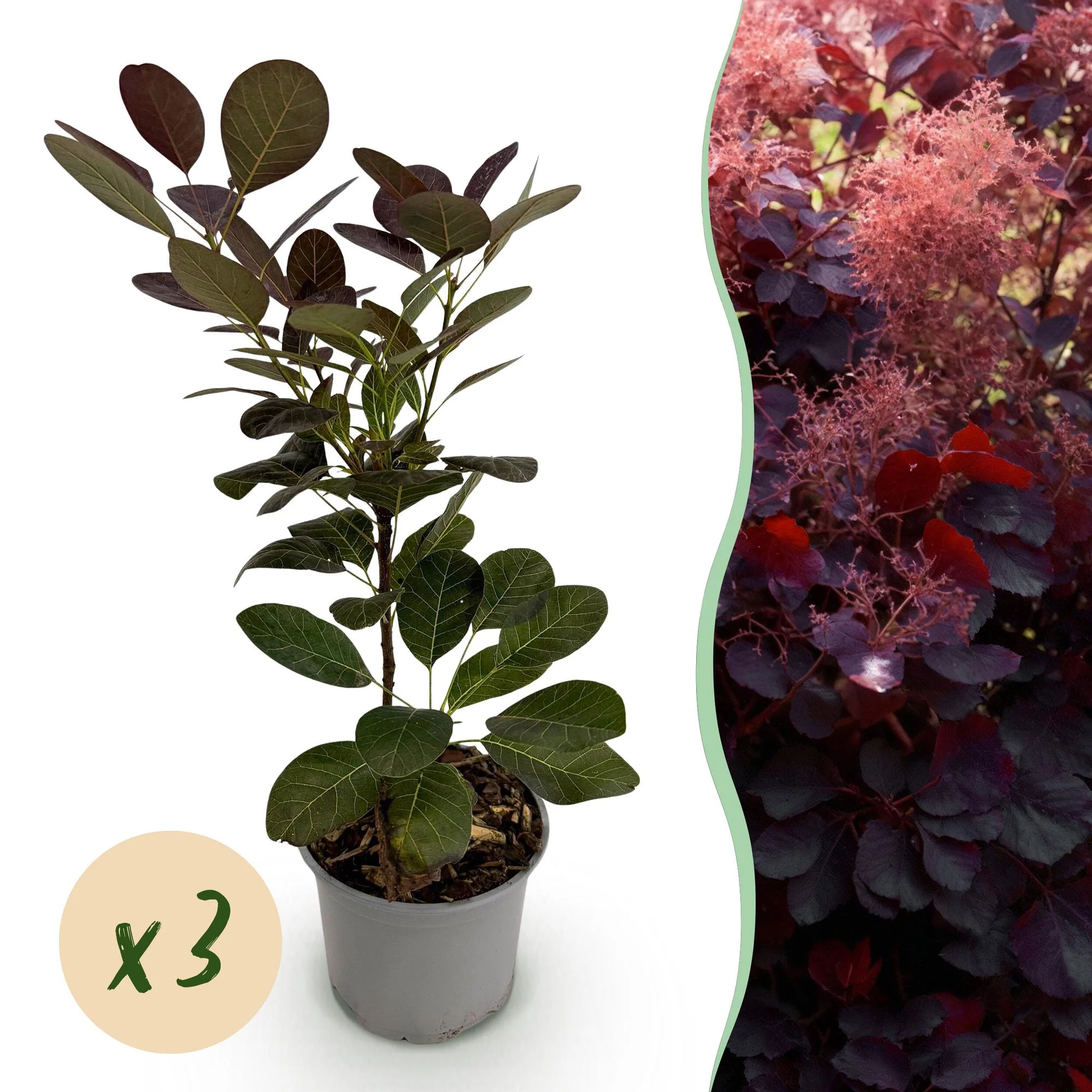 Plante D'Extérieur - Arbre À Perruque (Cotinus Coggygria) 'Royal Purple' - Image 12