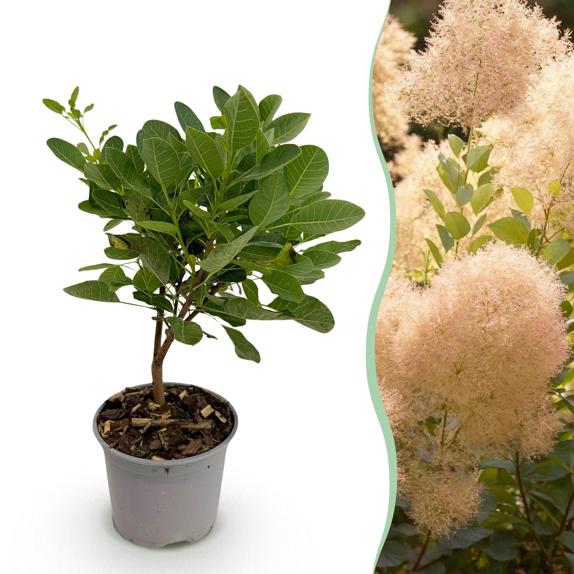 Plante D'Extérieur - Arbre À Perruque (Cotinus Coggygria) 'Young Lady'