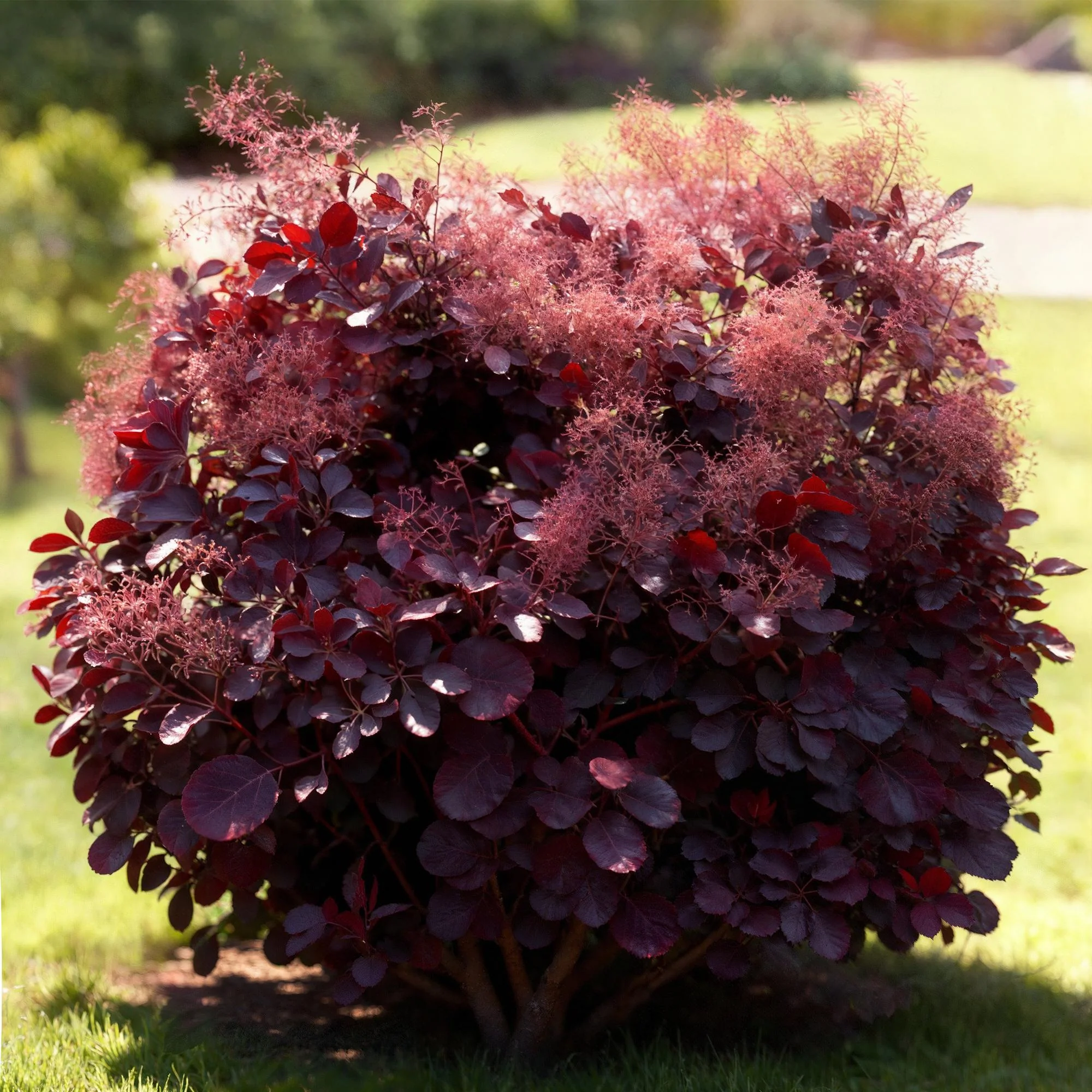 Plante D'Extérieur - Arbre À Perruques (Cotinus Coggygria) 'Lilla' - Image 4