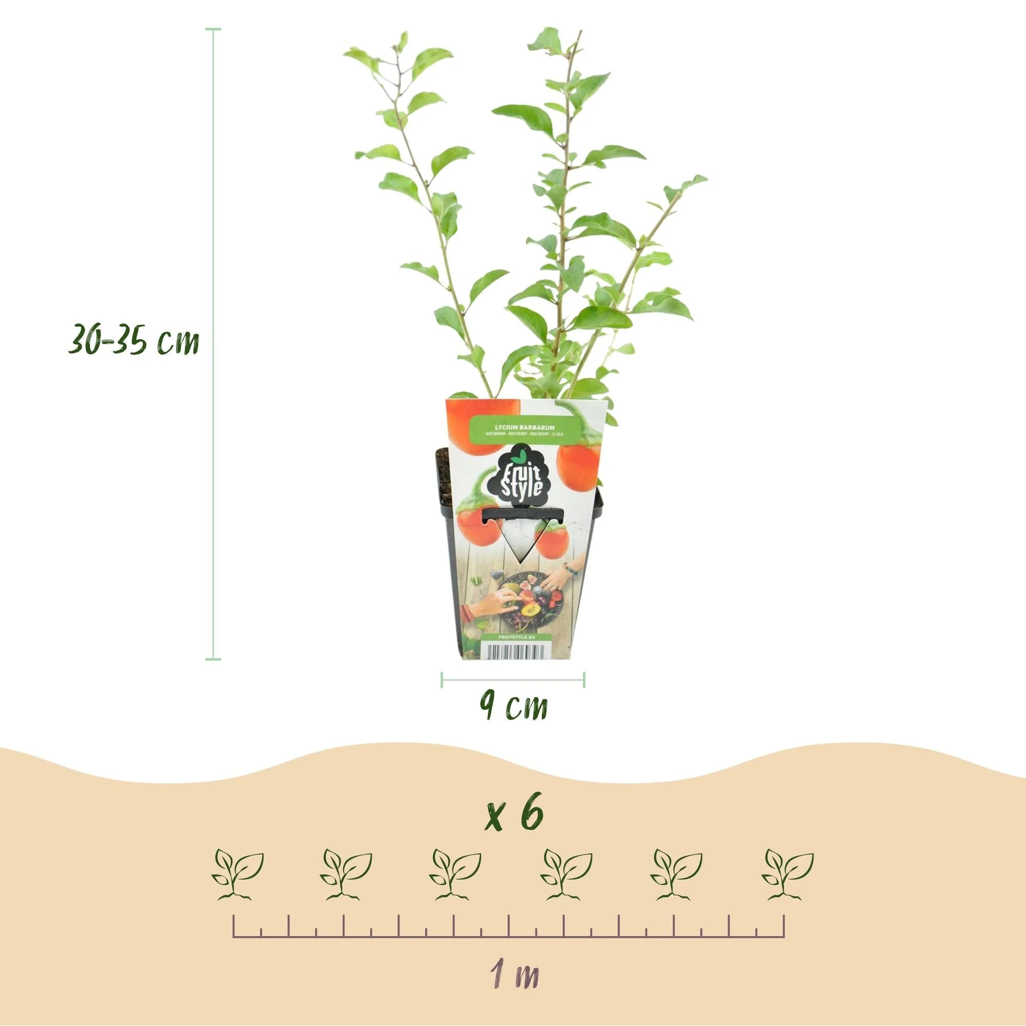Plante D'Extérieur - Baie De Goji (Lycium Barbarum) '' - Image 3