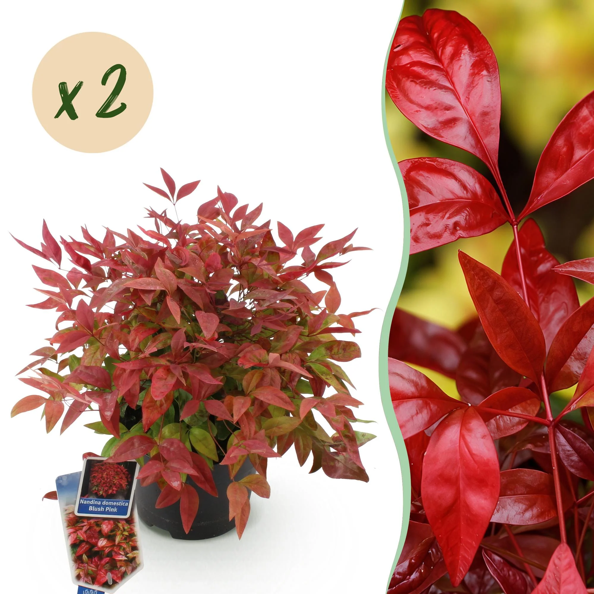 Plante D'Extérieur - Bambou Sacré (Nandina Domestica) 'Blush Pink'