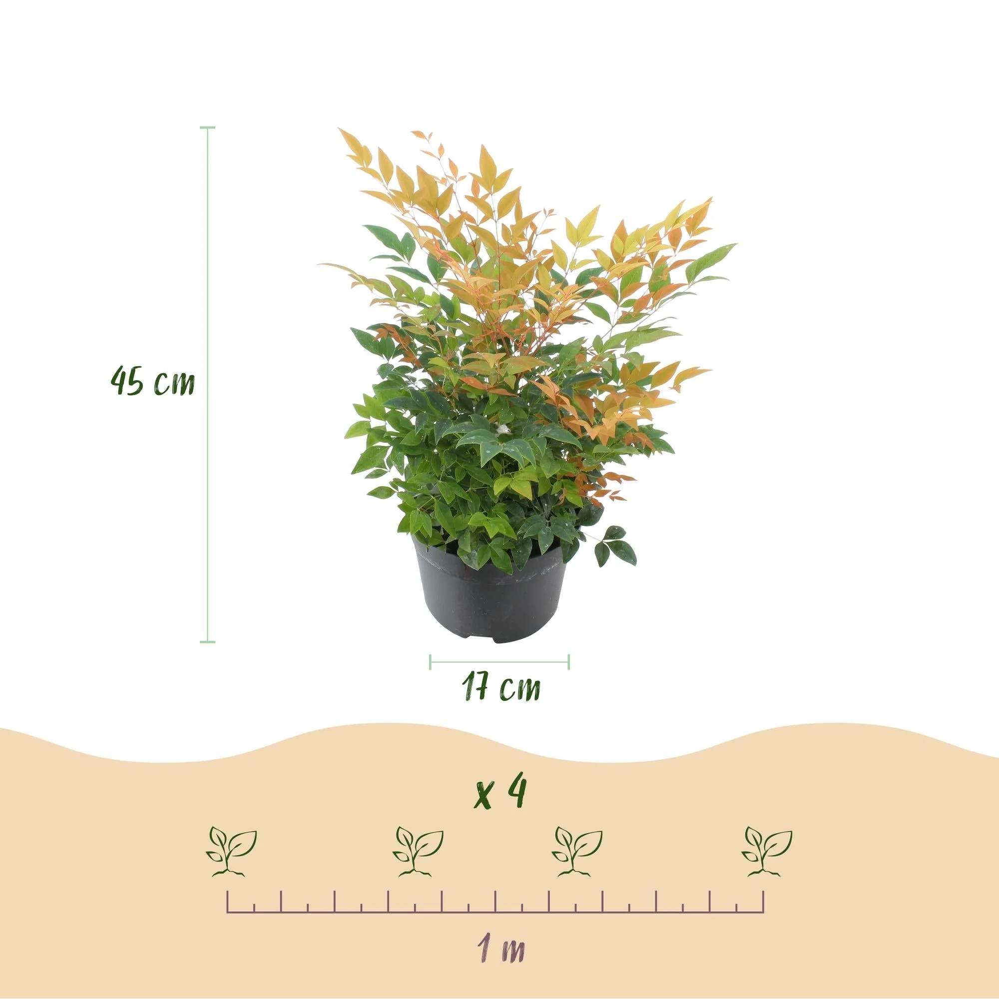 Plante D'Extérieur - Bambou Sacré (Nandina Domestica) 'Gulfstream' - Image 3