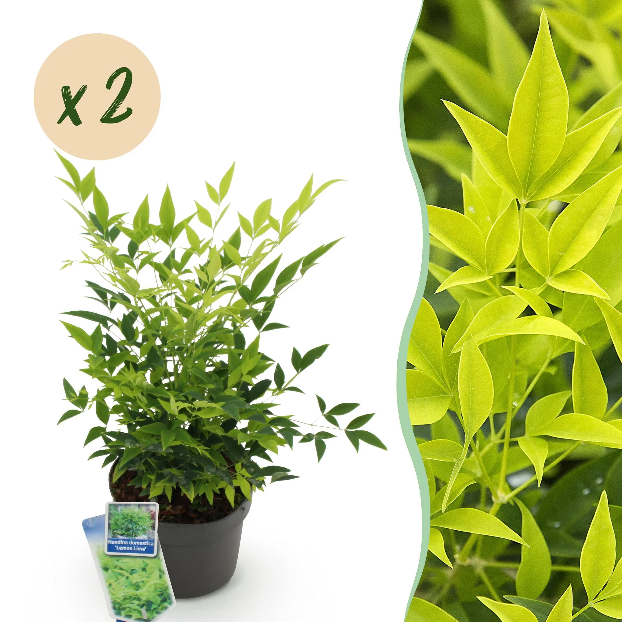 Plante D'Extérieur - Bambou Sacré (Nandina Domestica) 'Lemon & Lime' - Image 12