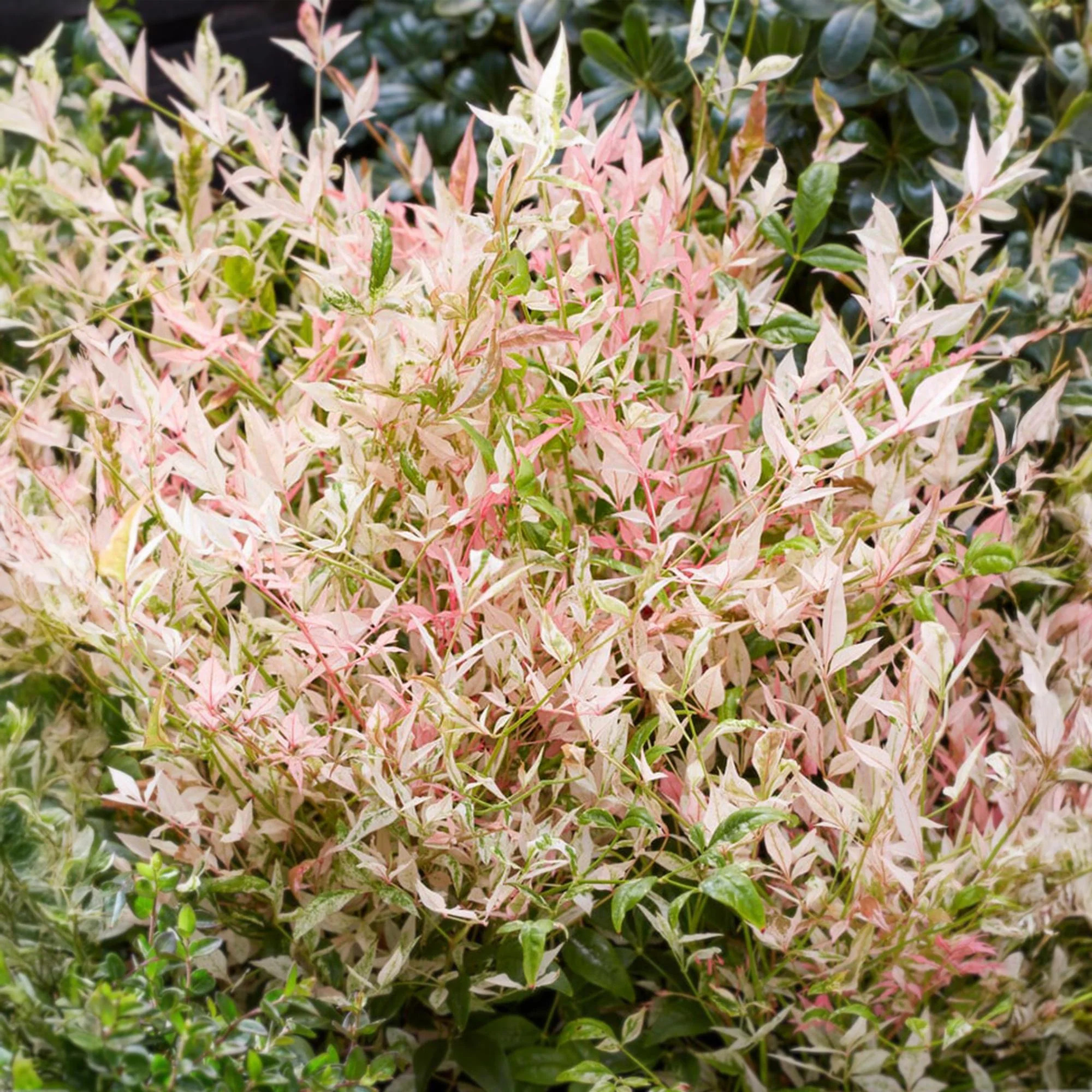 Plante D'Extérieur - Bambou Sacré (Nandina Domestica) 'Twilight' - Image 4