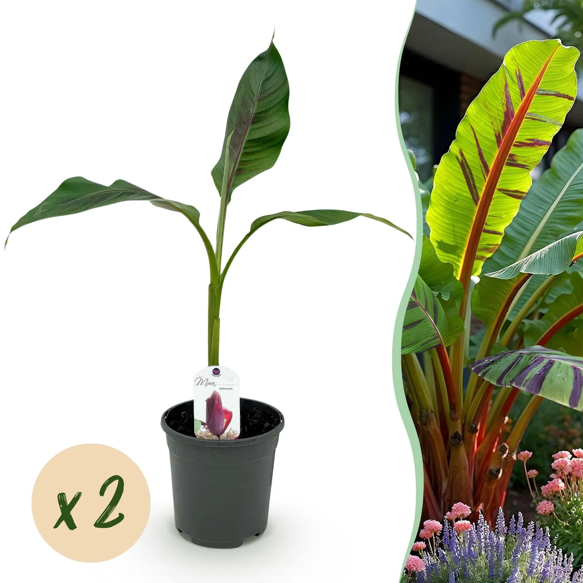 Plante D'Extérieur - Bananier Du Sikkim (Musa Sikkimensis) 'Red Tiger'
