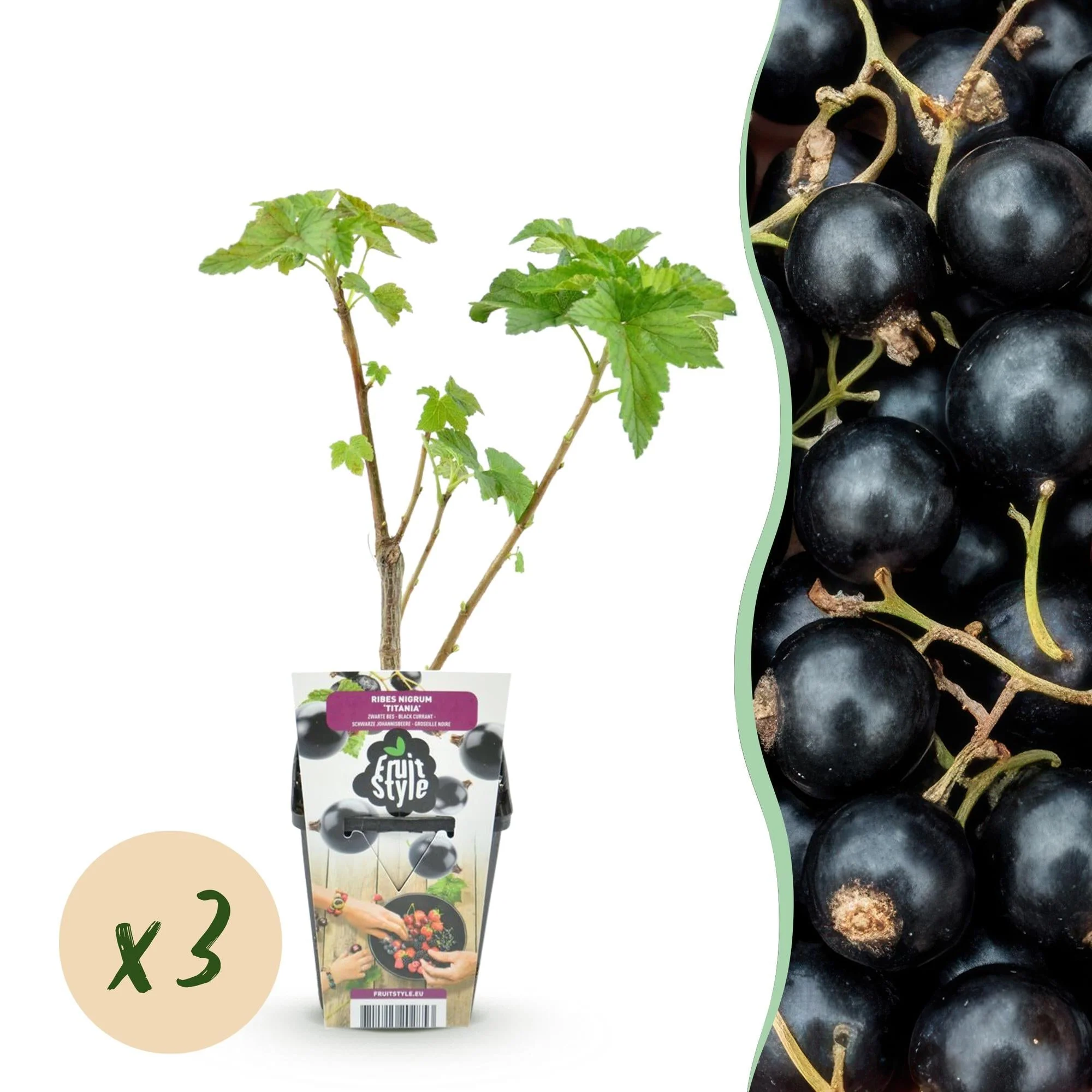 Plante D'Extérieur - Cassis (Ribes Nigrum) 'Titania'
