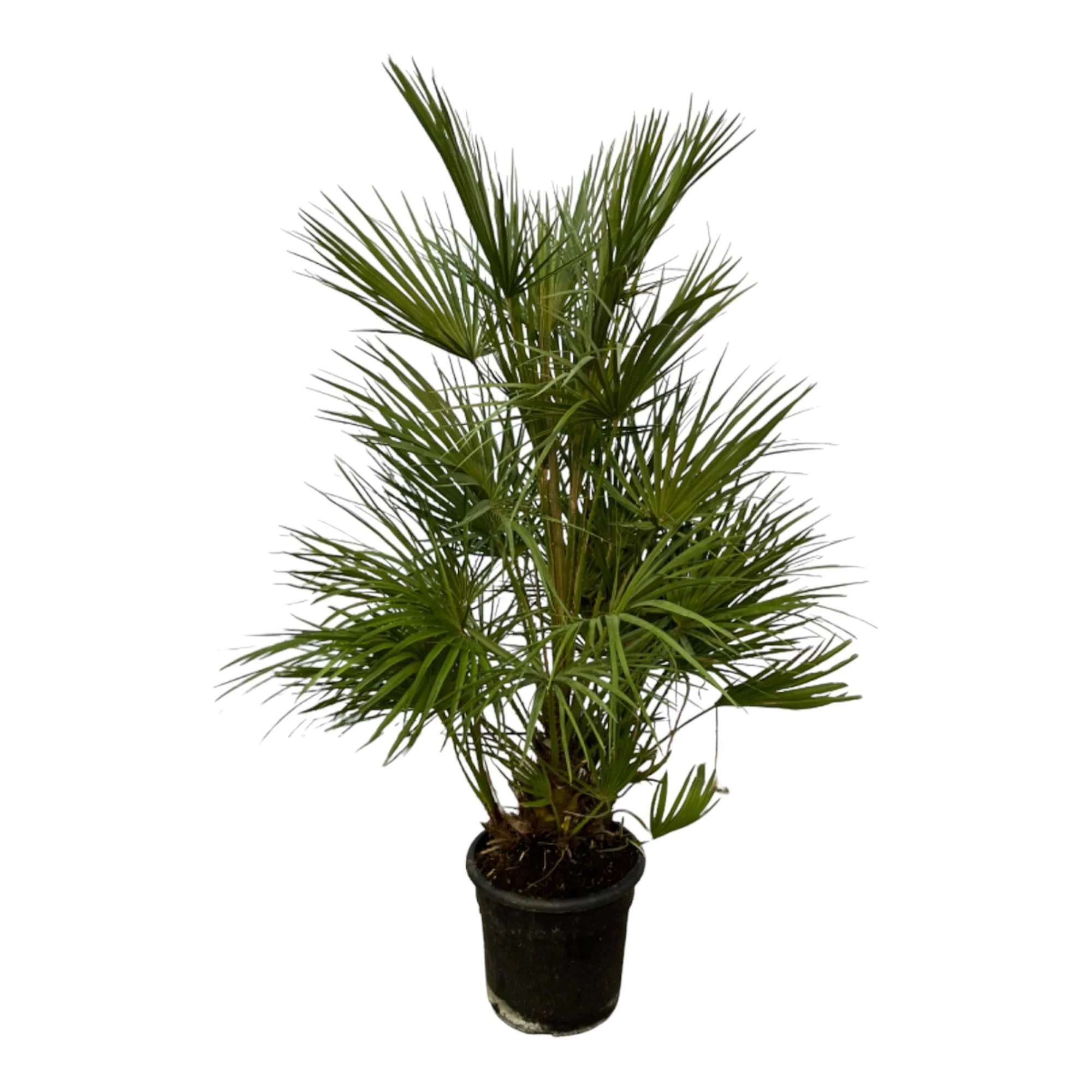 Plante D'Intérieur - Chamaerops Humilis - Image 3