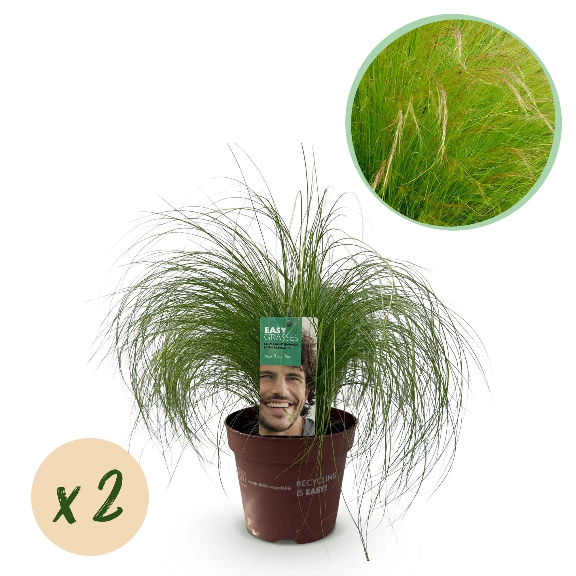 Plante D'Extérieur - Cheveux D’Ange (Stipa Tenuissima) 'Pony Tails' - Image 12