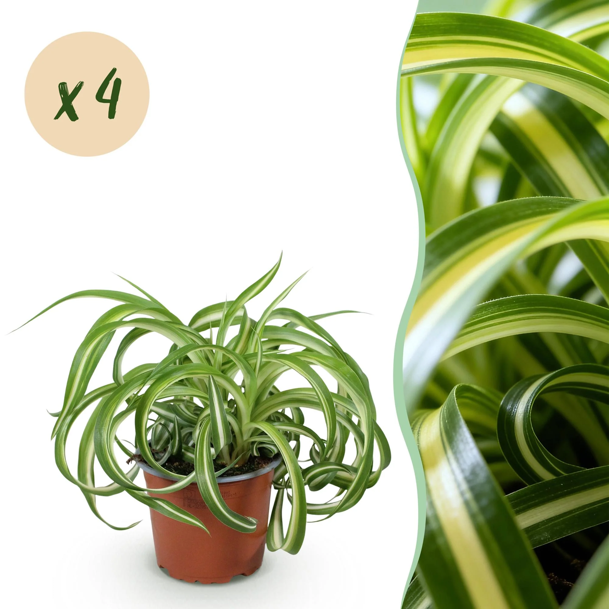 Plante D'Intérieur - Chlorophytum Comosum Bonnie - Image 10