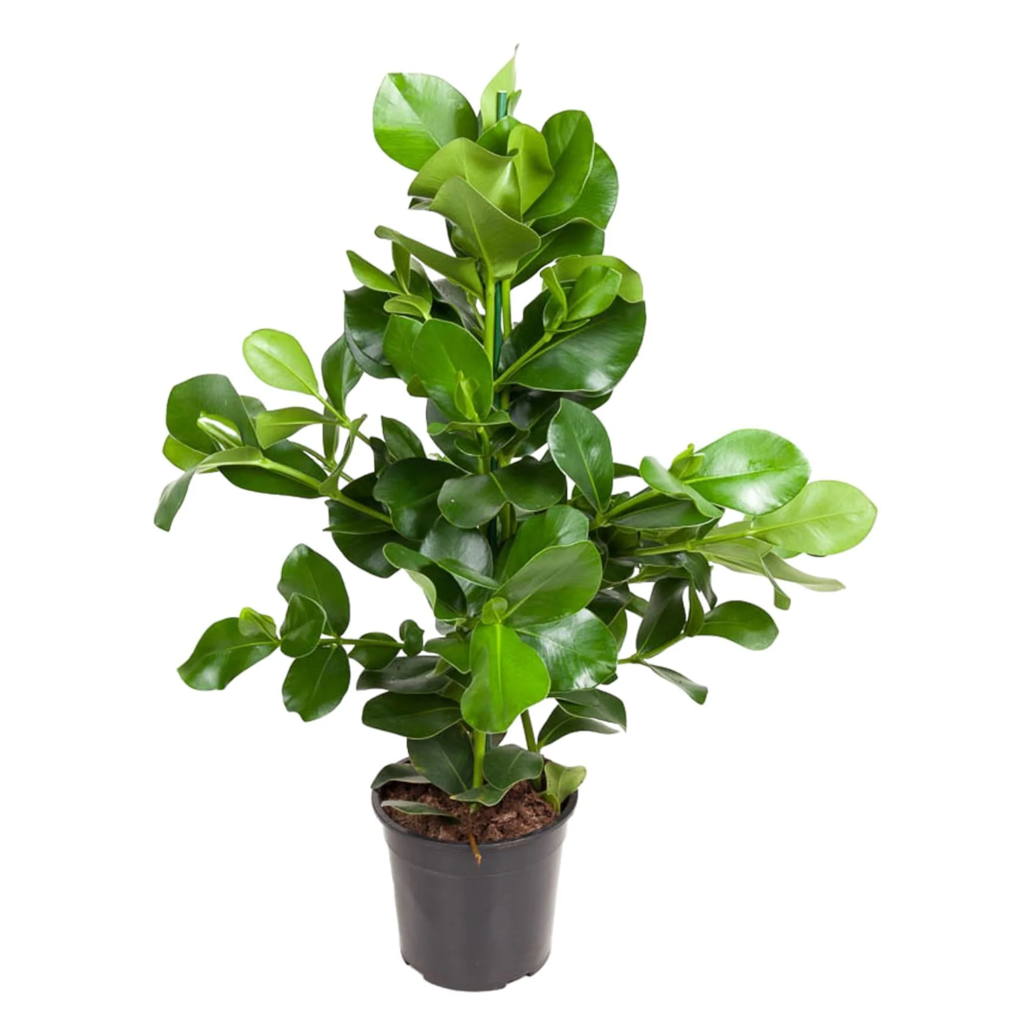 Plante D'Intérieur - Clusia Rosea - Image 3