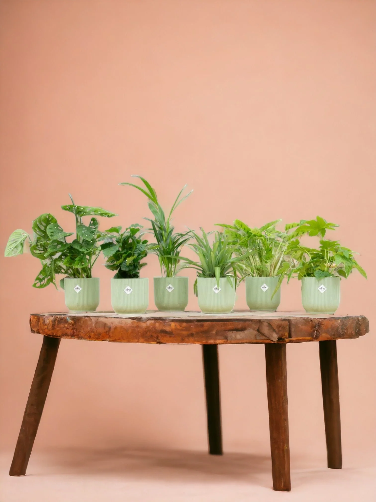Plante D'Intérieur - Coffret - 6 Plantes + Pot - Image 4