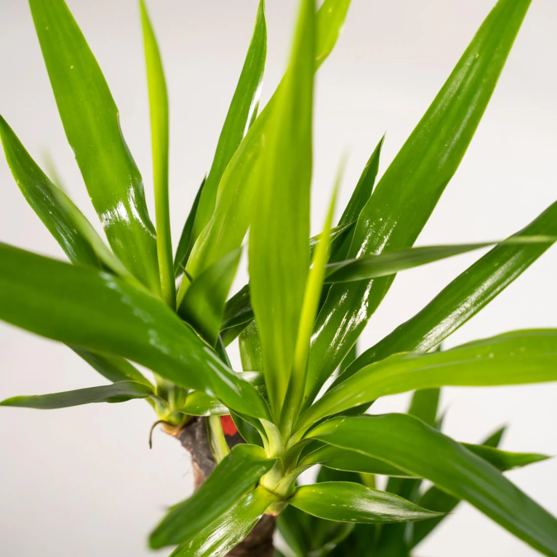Plante D'Intérieur - Coffret Yucca - Lot De 2 Plantes, H90Cm - Image 4