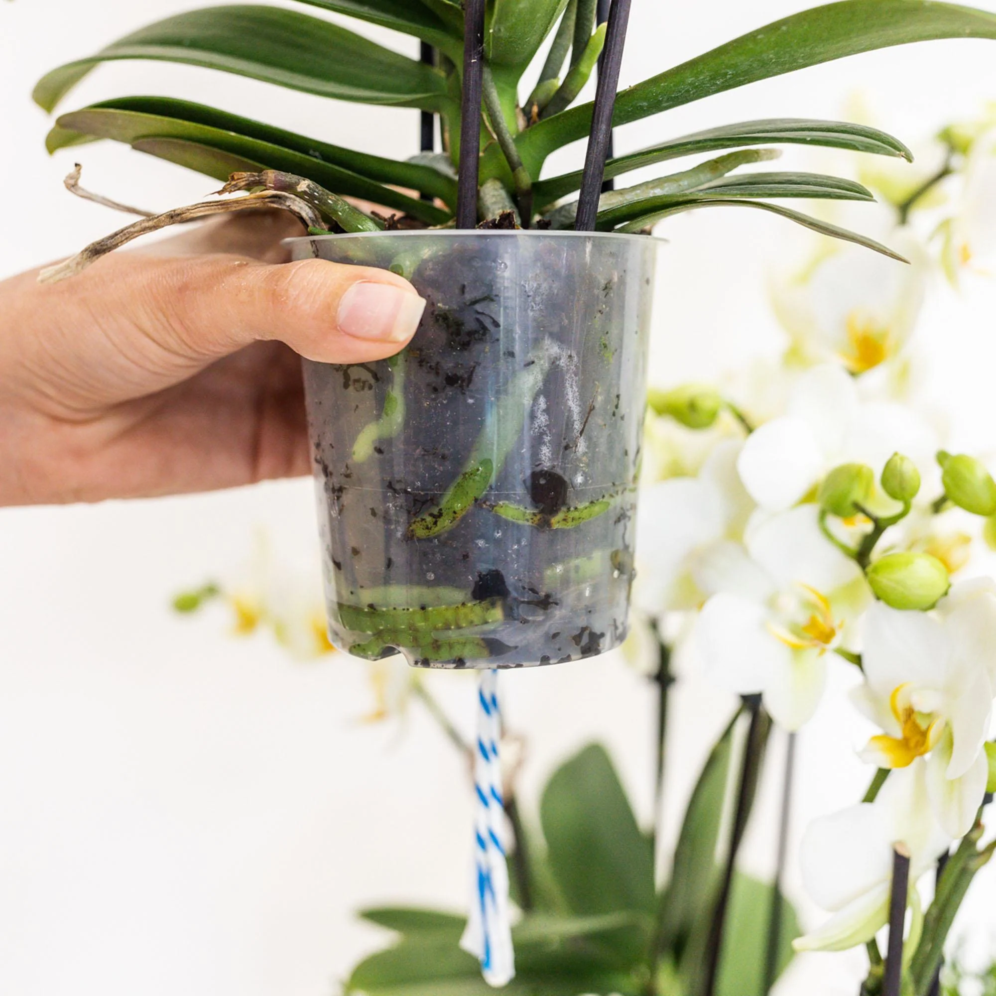 Plante D'Intérieur - Composition Dans Un Panier En Osier Avec Réservoir D'Eau De 3 Orchidées Blanches Et 3 Rhipsalis - Image 3