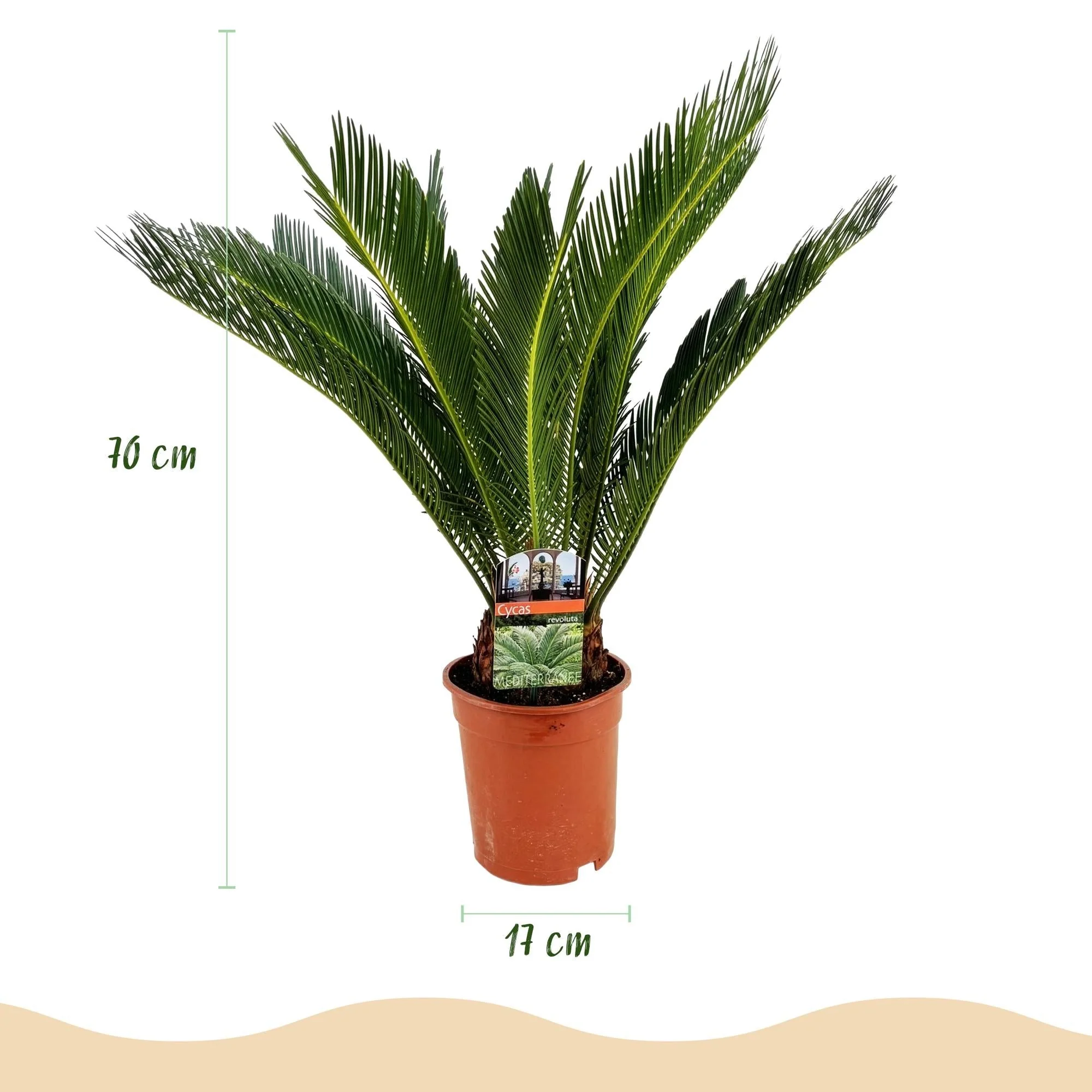 Plante D'Intérieur - Cycas Revoluta - Image 4