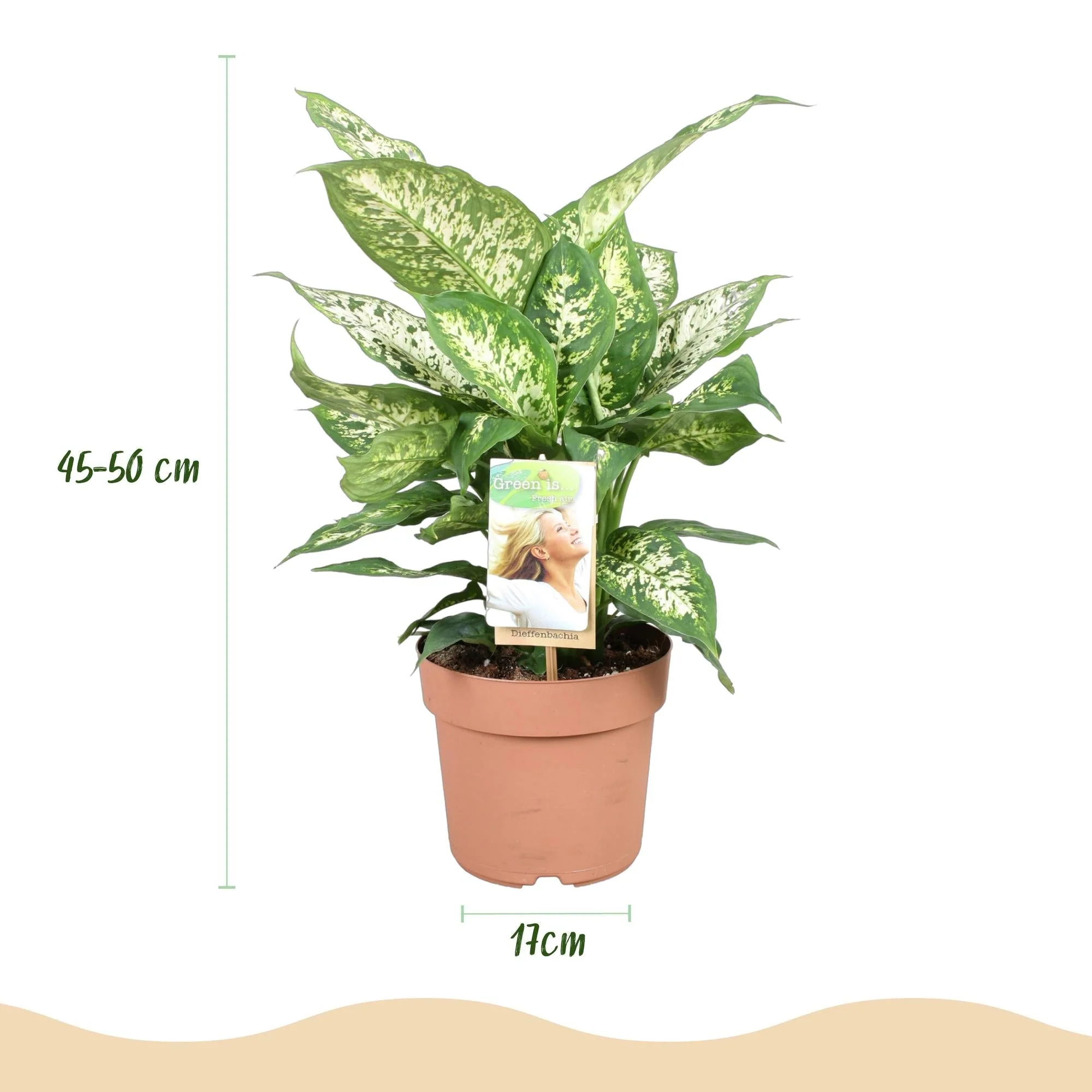 Plante D'Intérieur - Dieffenbachia Compacta - Image 4