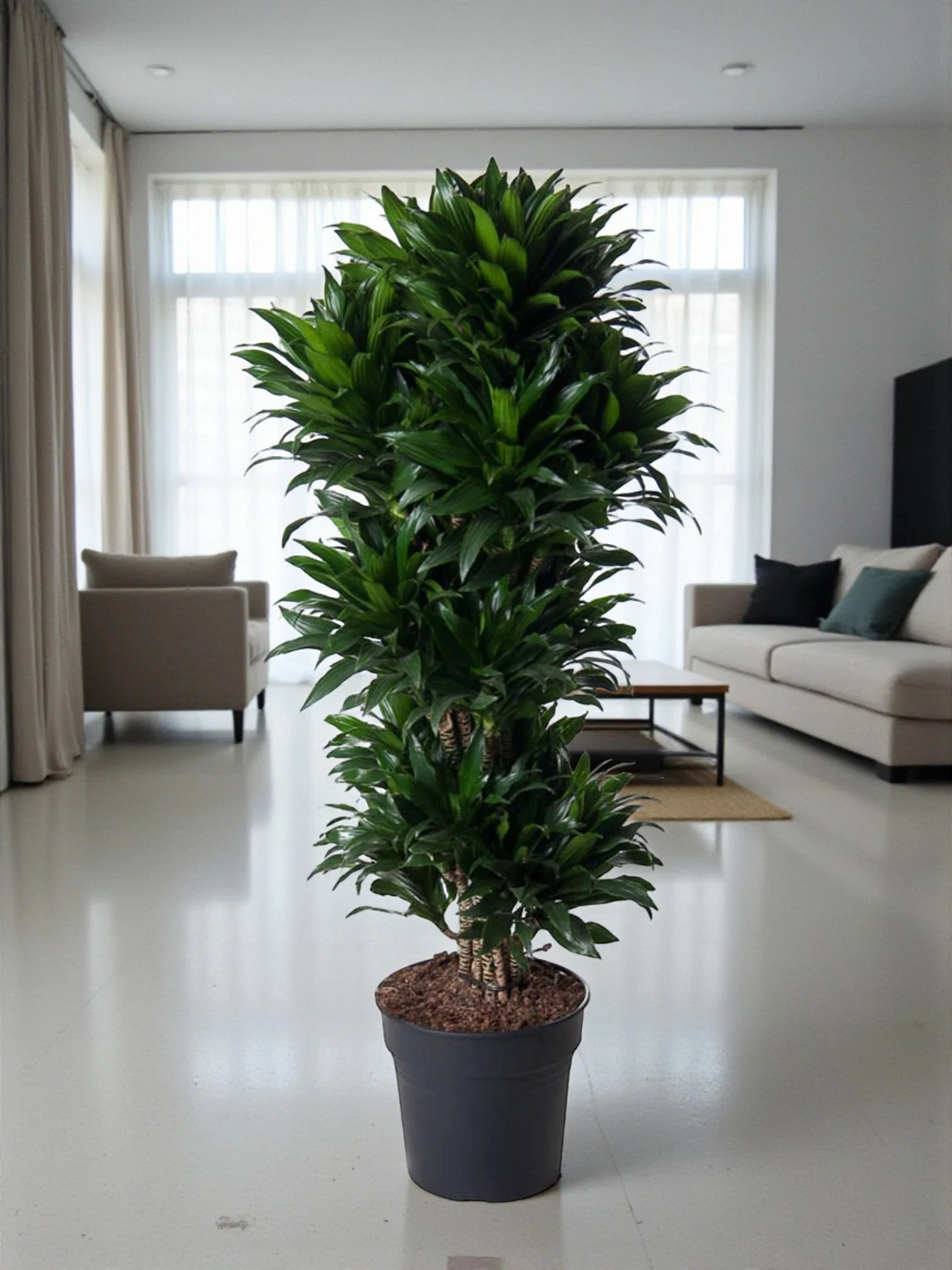 Plante D'Intérieur - Dracaena Compacte Ramifié - 140 Cm - Ø31