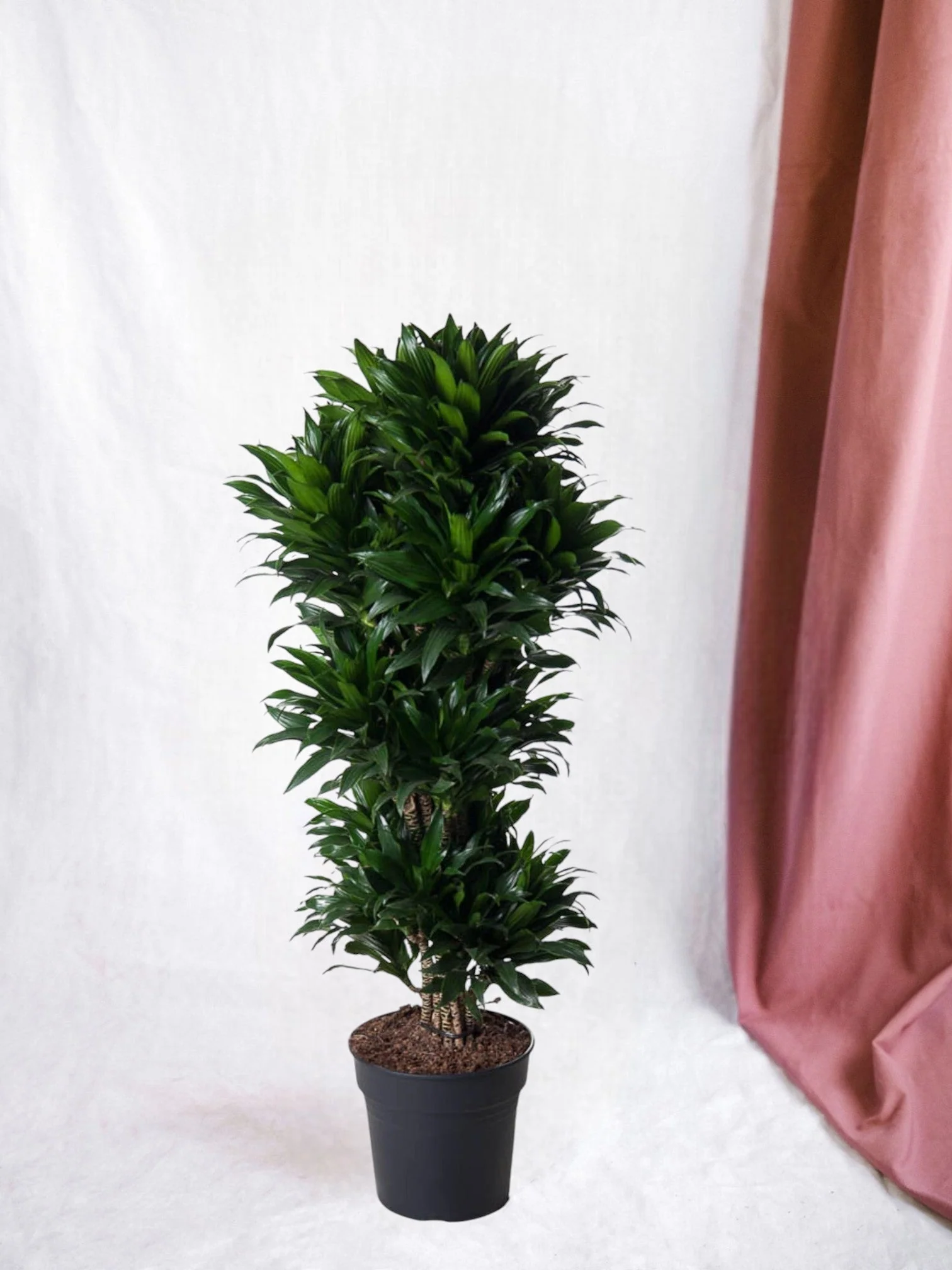 Plante D'Intérieur - Dracaena Compacte Ramifié - 140 Cm - Ø31 - Image 2