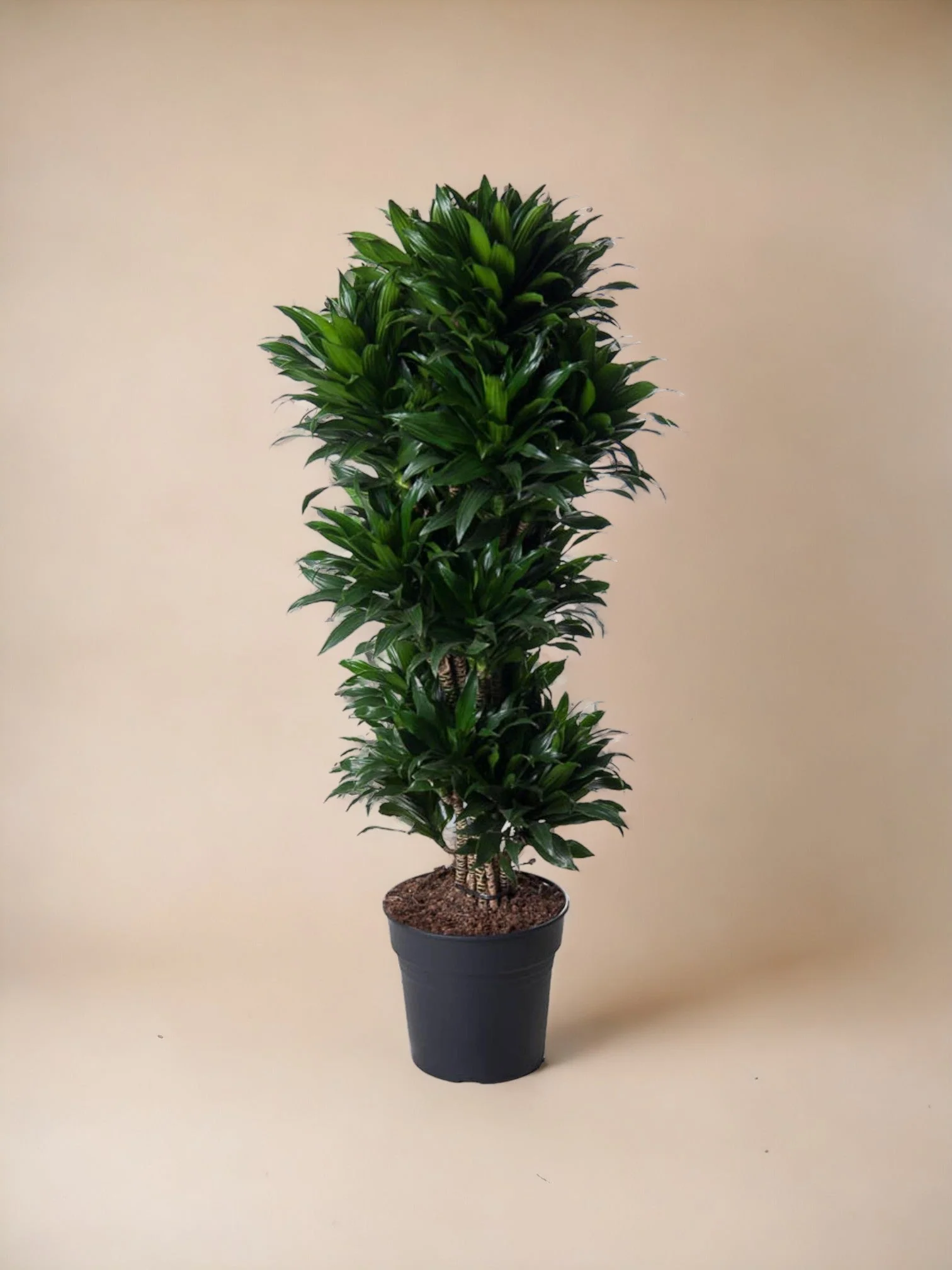 Plante D'Intérieur - Dracaena Compacte Ramifié - 140 Cm - Ø31 - Image 4