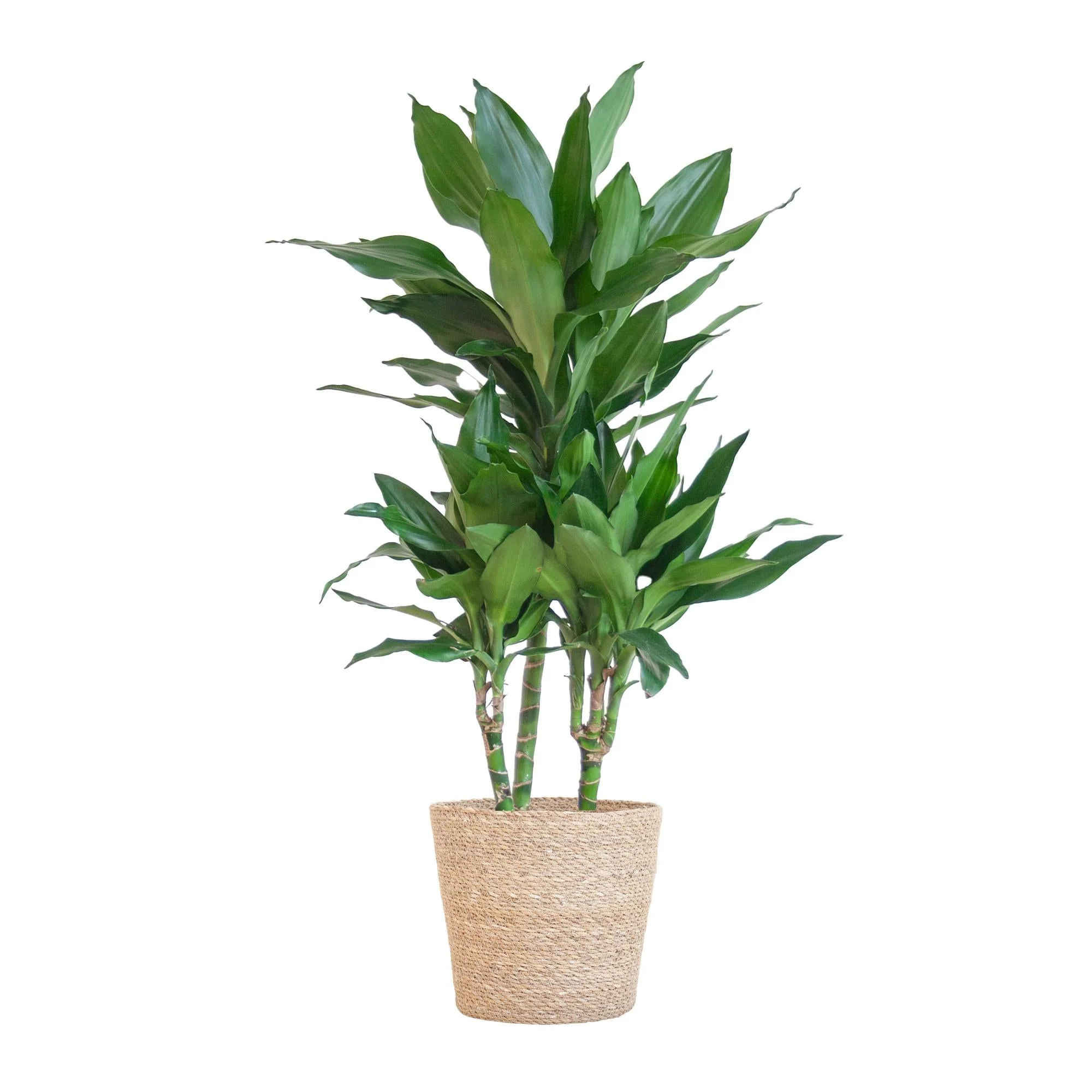 Plante D'Intérieur - Dracaena Janet Lindt Et Son Pot - Image 10